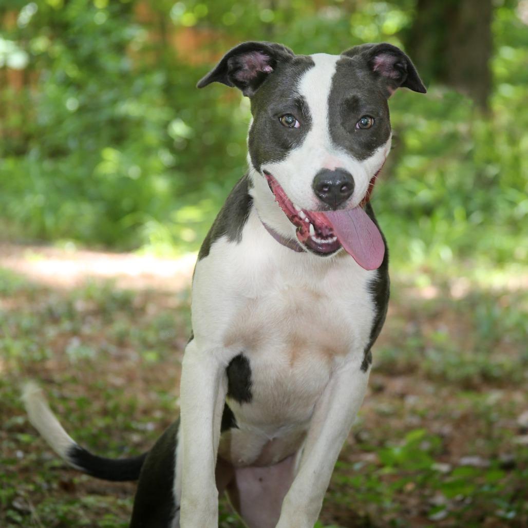 Enlarge Clairee, a Adoptable Mixed Breed in Natchitoches, LA image 3/6