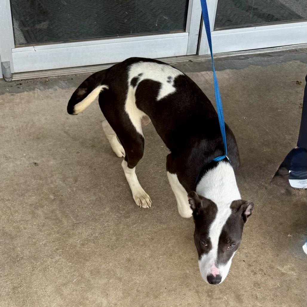 Enlarge Clairee, a Adoptable Mixed Breed in Natchitoches, LA image 5/6