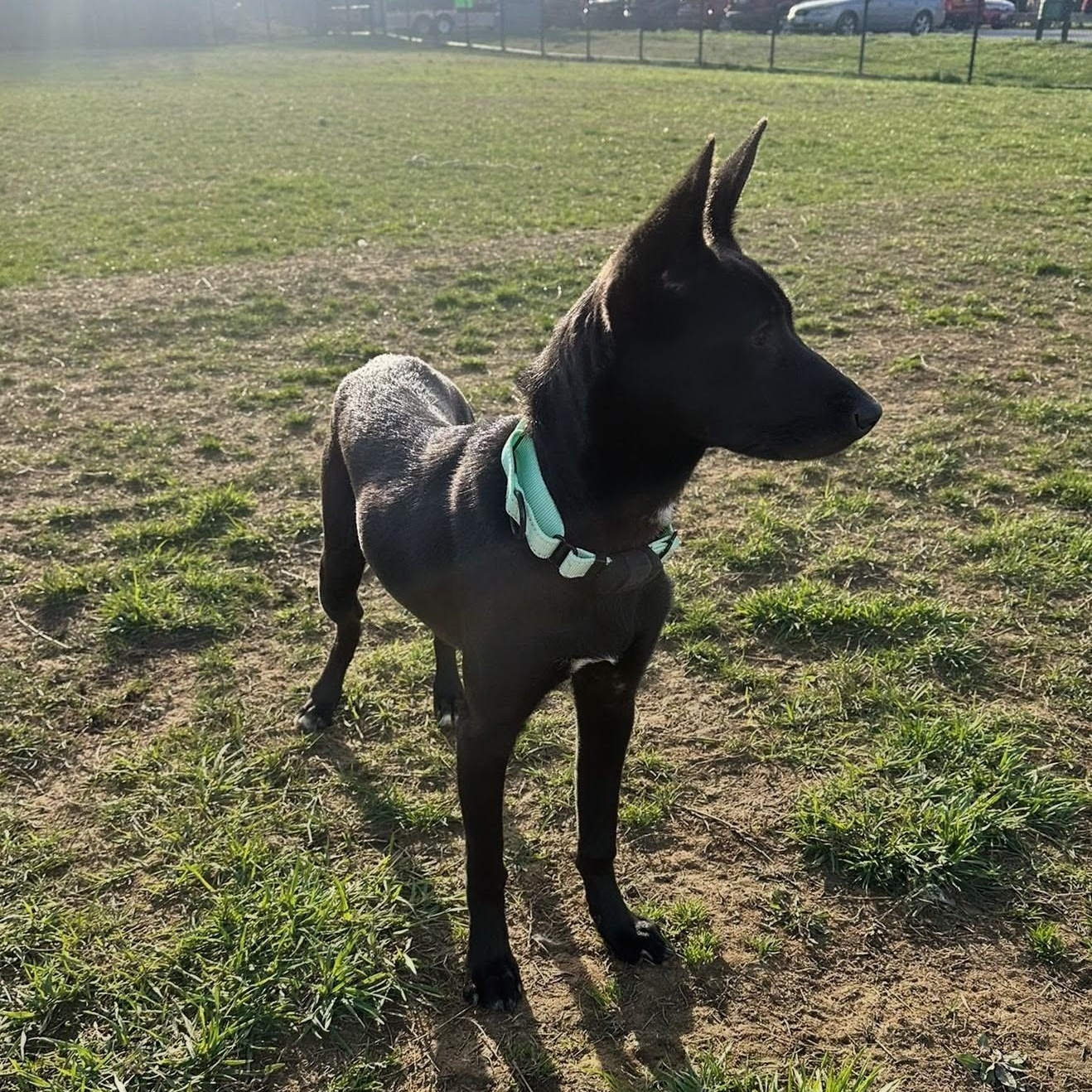 Enlarge Ady, a Adoptable mixed breed in Baltimore, MD image 4/4