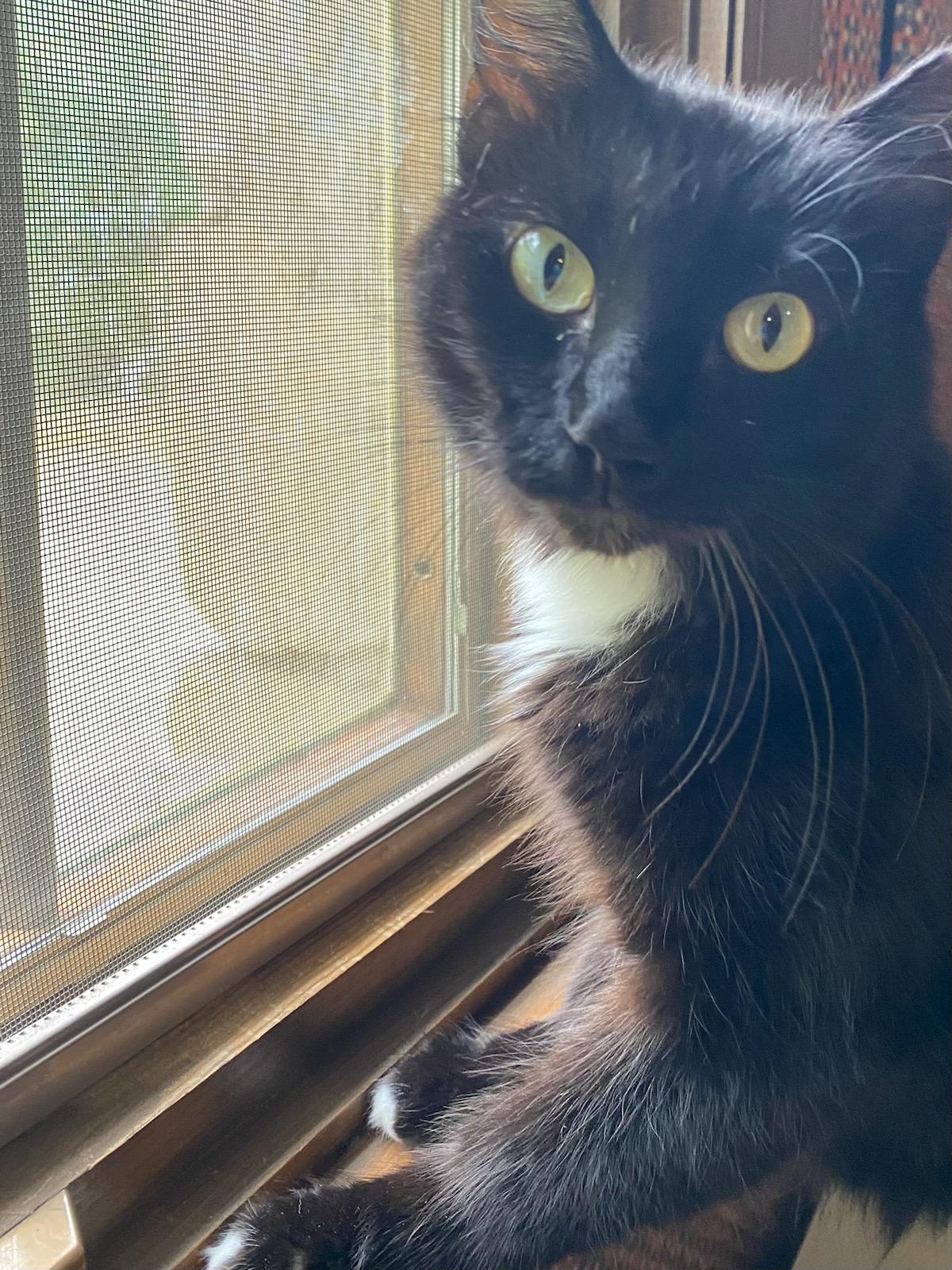 Enlarge Mama kiki, a Adoptable Tuxedo in Charlotte, NC image 2/3