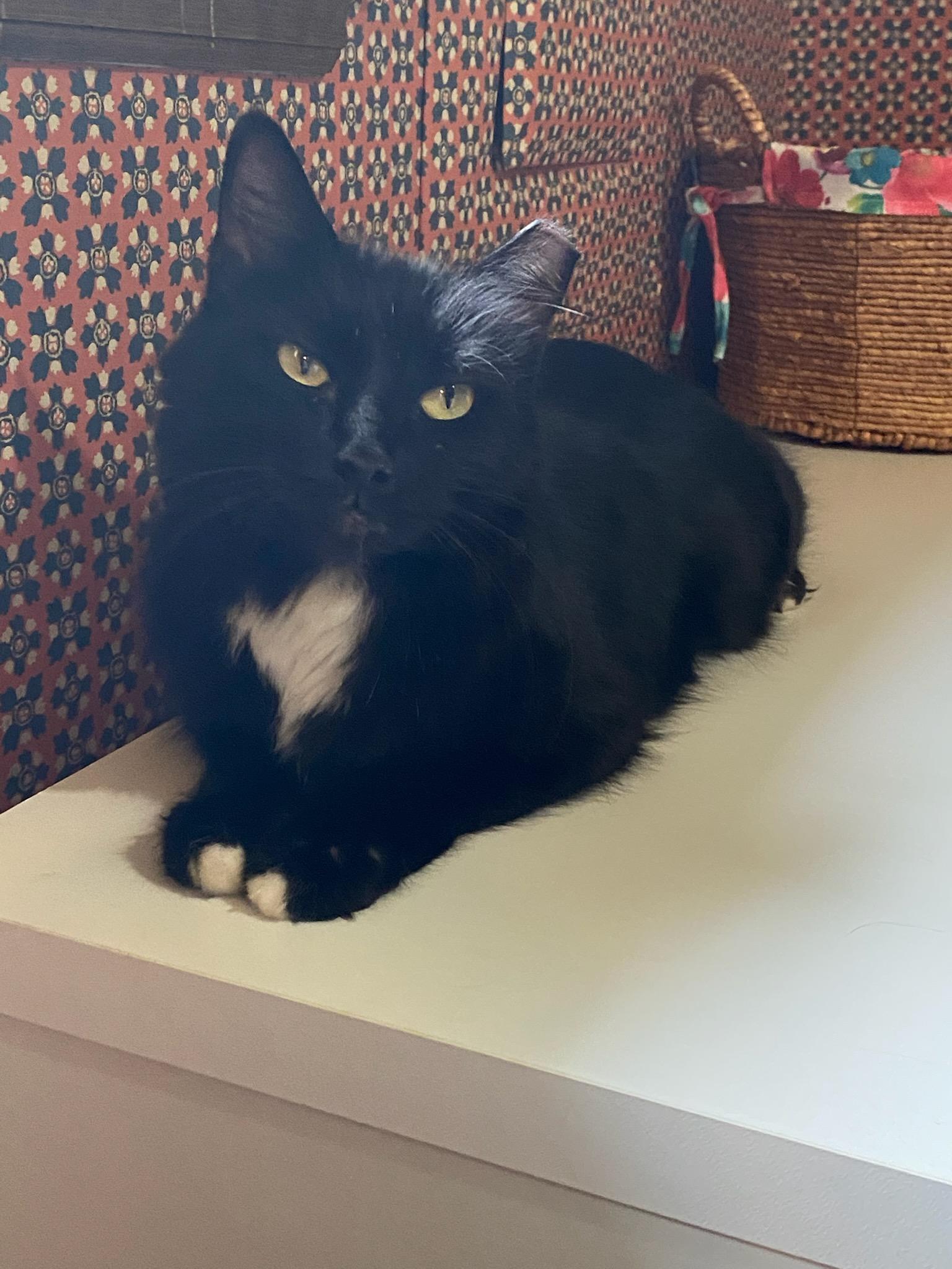 Enlarge Mama kiki, a Adoptable Tuxedo in Charlotte, NC image 3/3