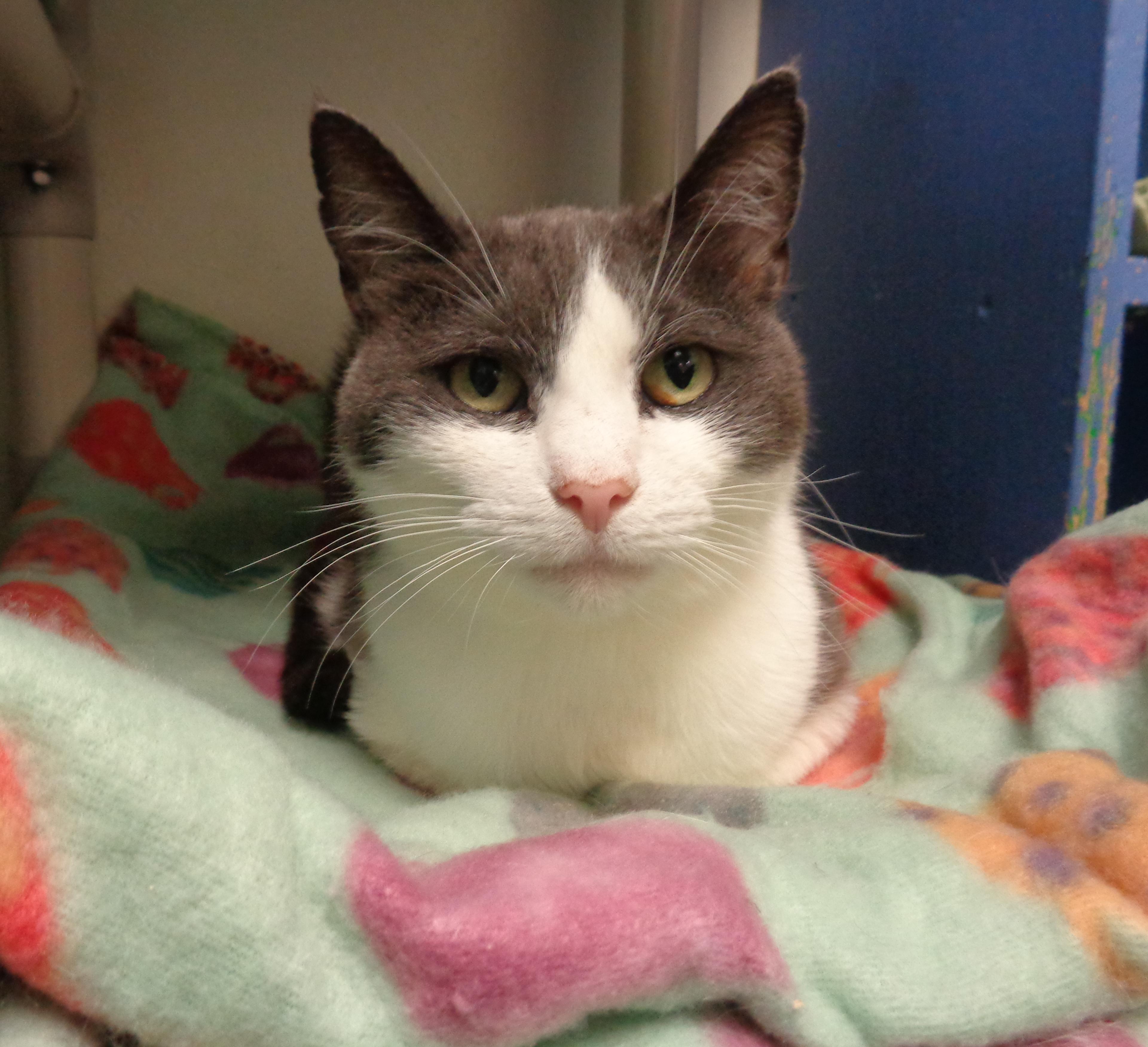 Enlarge ROSEBUD, a ADOPTABLE Domestic Short Hair in Delhi, NY image 2/5