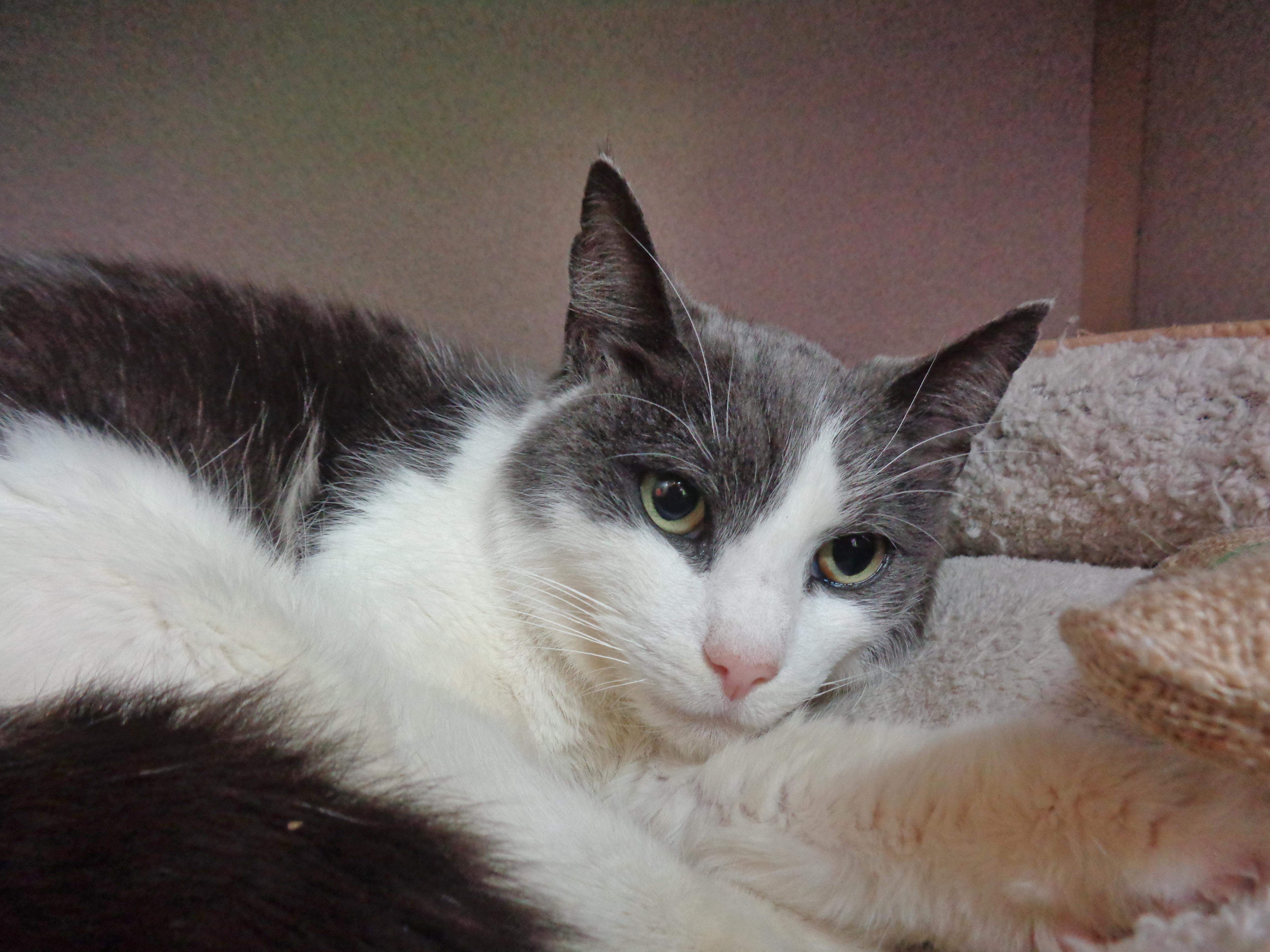Enlarge ROSEBUD, a ADOPTABLE Domestic Short Hair in Delhi, NY image 3/5