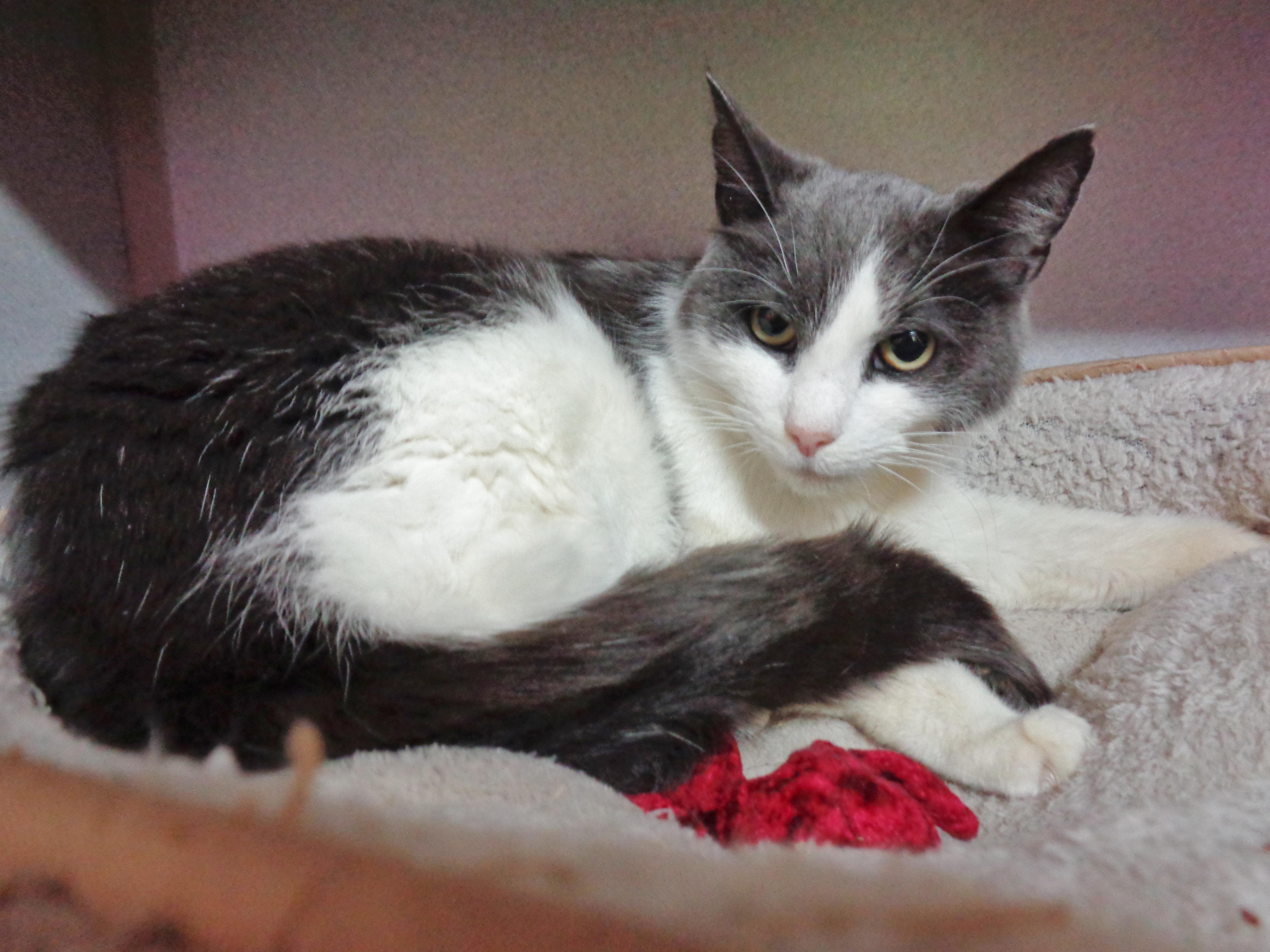 Enlarge ROSEBUD, a ADOPTABLE Domestic Short Hair in Delhi, NY image 5/5