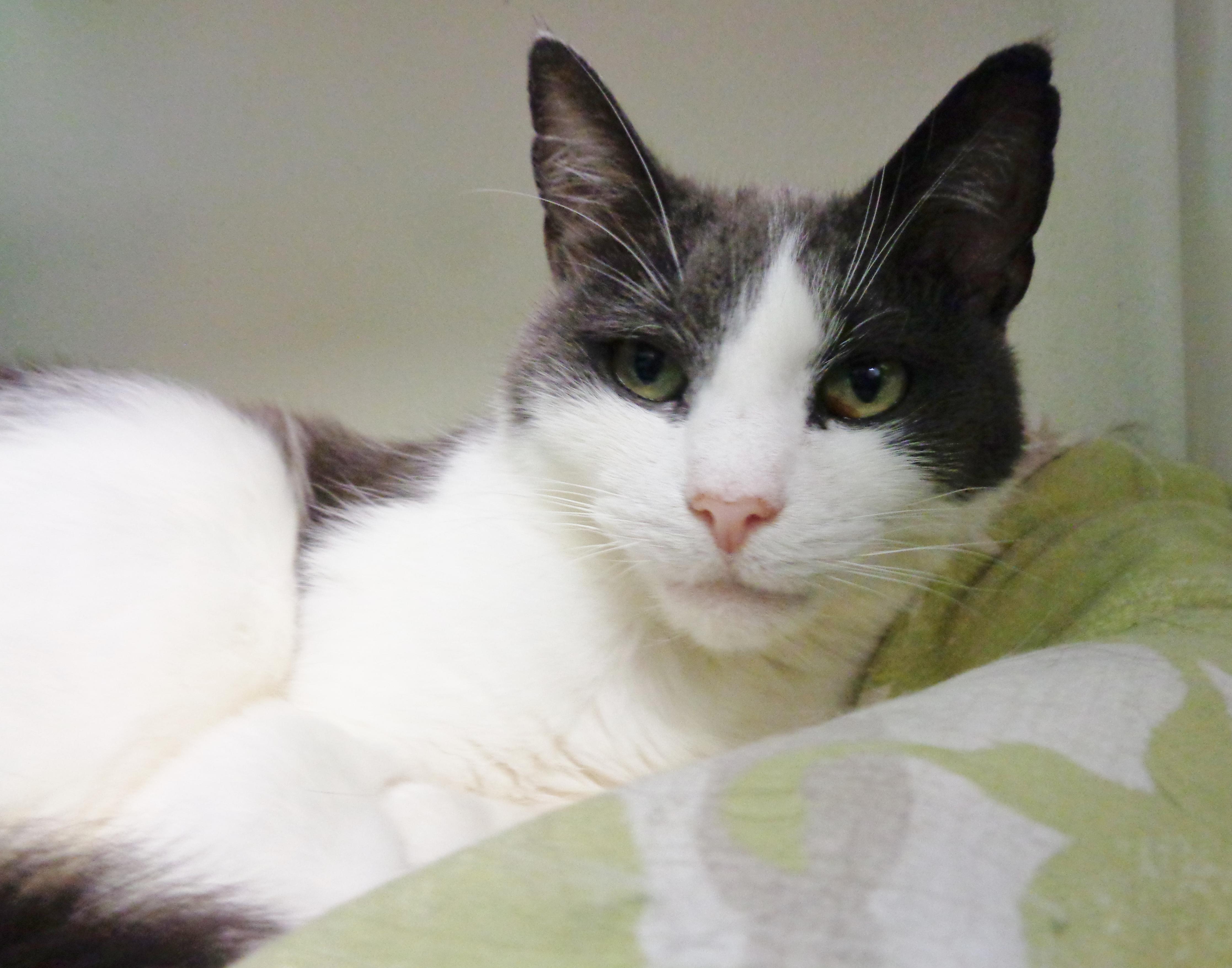 ROSEBUD, ADOPTABLE, Adult Female Domestic Short Hair.