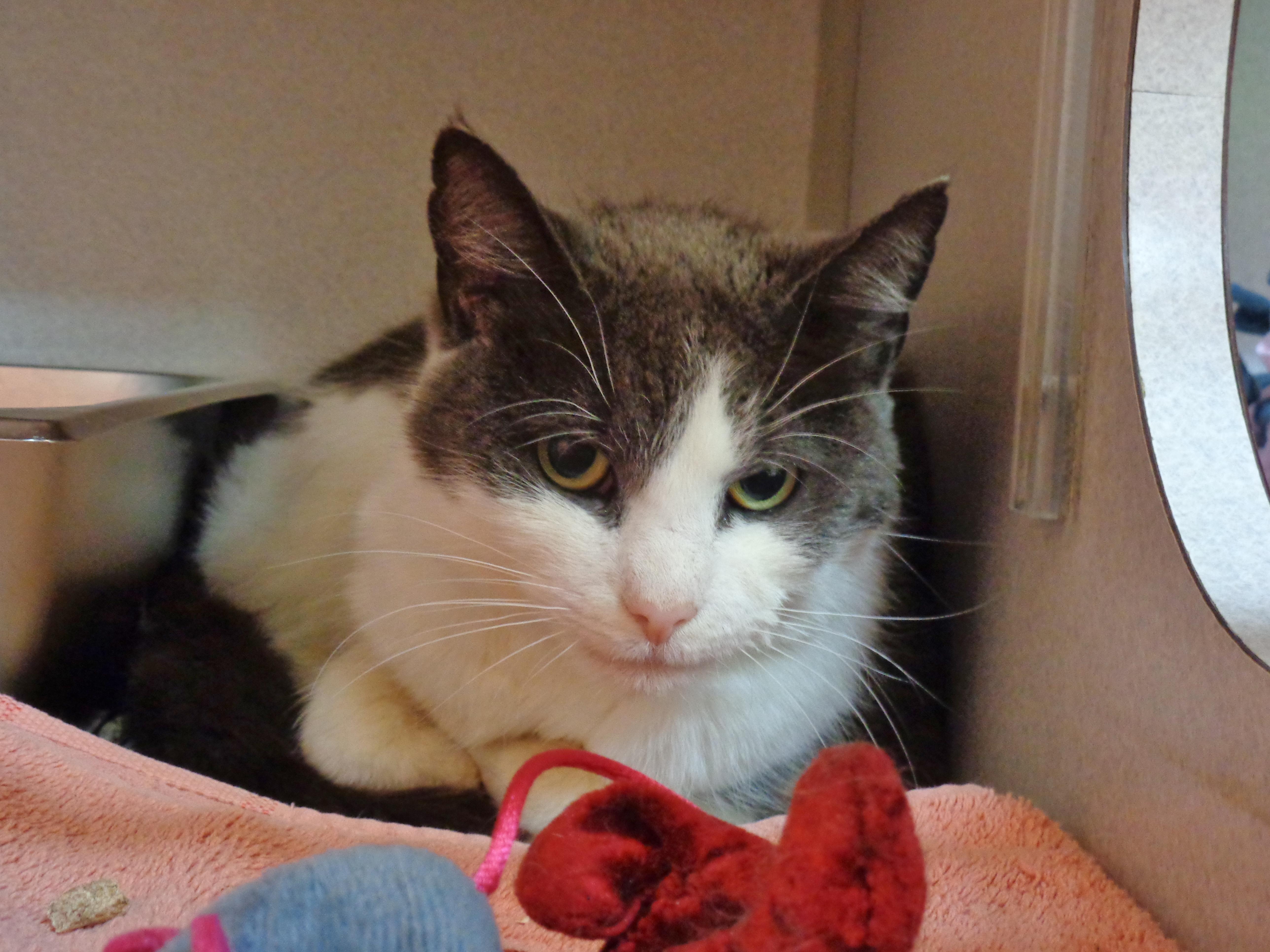 Enlarge ROSEBUD, a ADOPTABLE Domestic Short Hair in Delhi, NY image 4/5