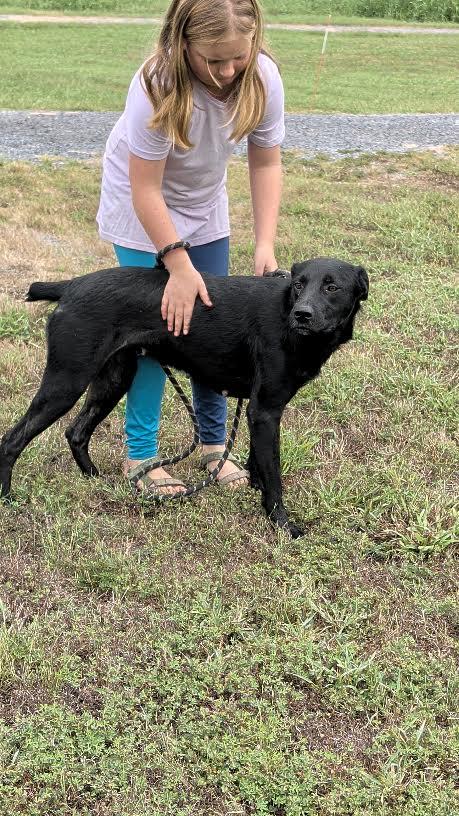 Enlarge Olive, a Adoptable mixed breed in Marshall, AR image 6/6