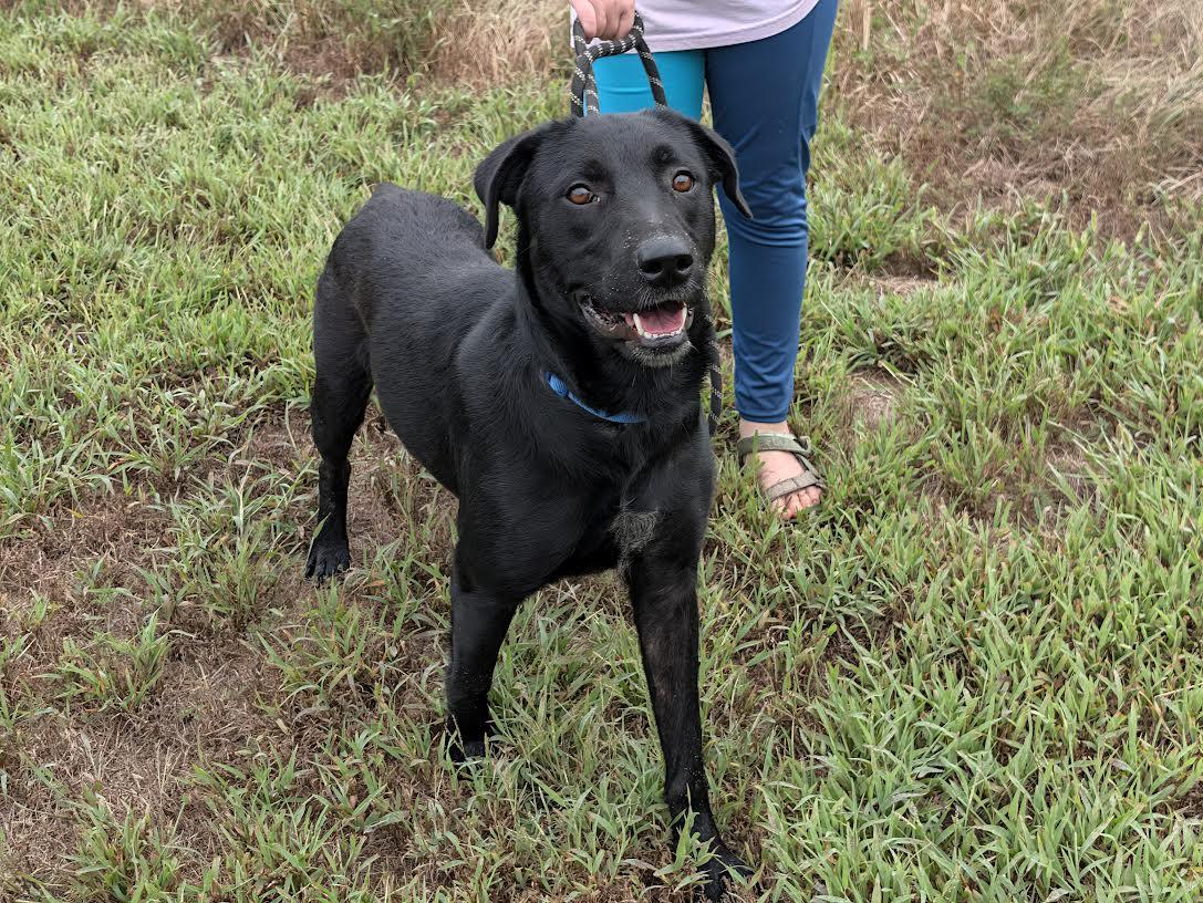 Enlarge Olive, a Adoptable mixed breed in Marshall, AR image 5/6