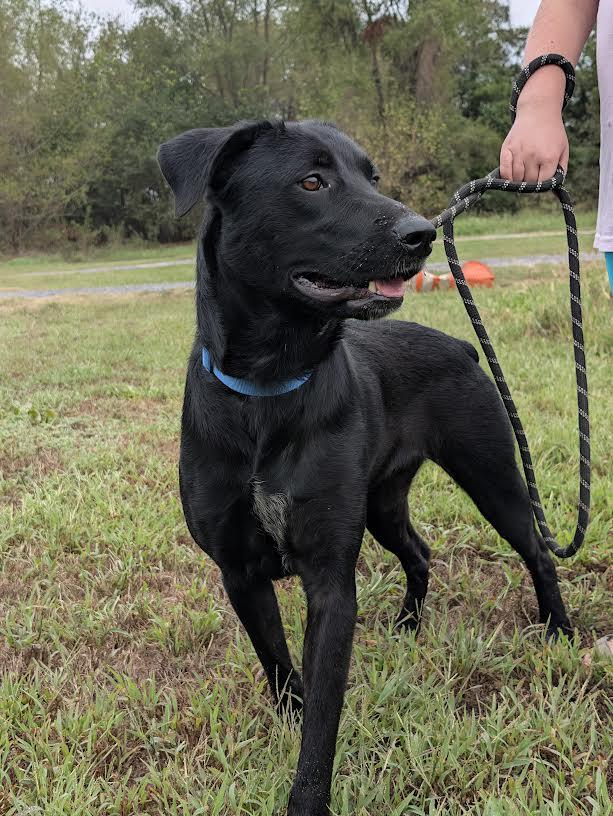 Enlarge Olive, a Adoptable mixed breed in Marshall, AR image 2/6