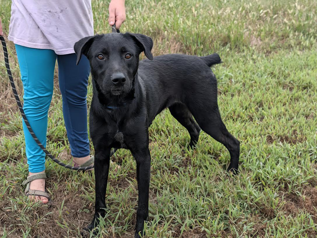 Enlarge Olive, a Adoptable mixed breed in Marshall, AR image 4/6