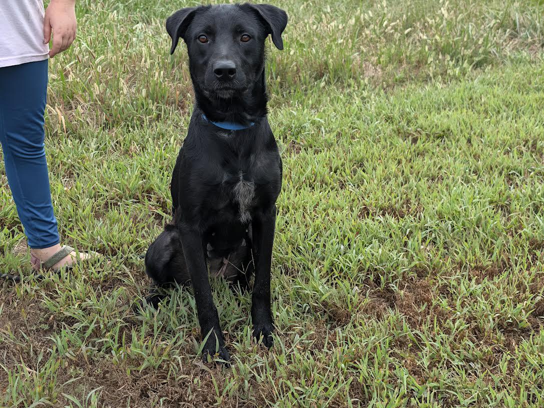 Olive, Adoptable, Young Female Black Labrador Retriever & German Shorthaired Pointer.