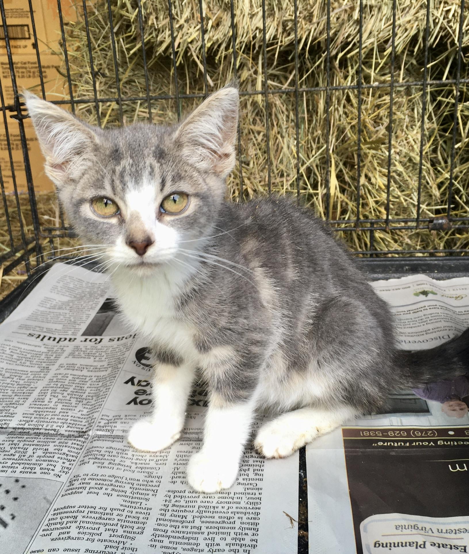 Enlarge London, an adopted Domestic Short Hair in Stuart, VA image 1/1