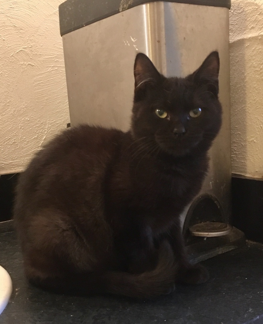 Enlarge Moscato, a Adoptable Domestic Short Hair in Stuart, VA image 1/1