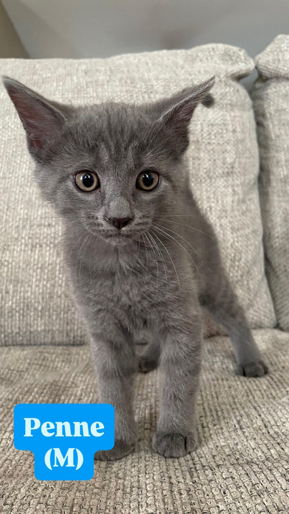 Penne, adopted, Kitten Male Domestic Short Hair.