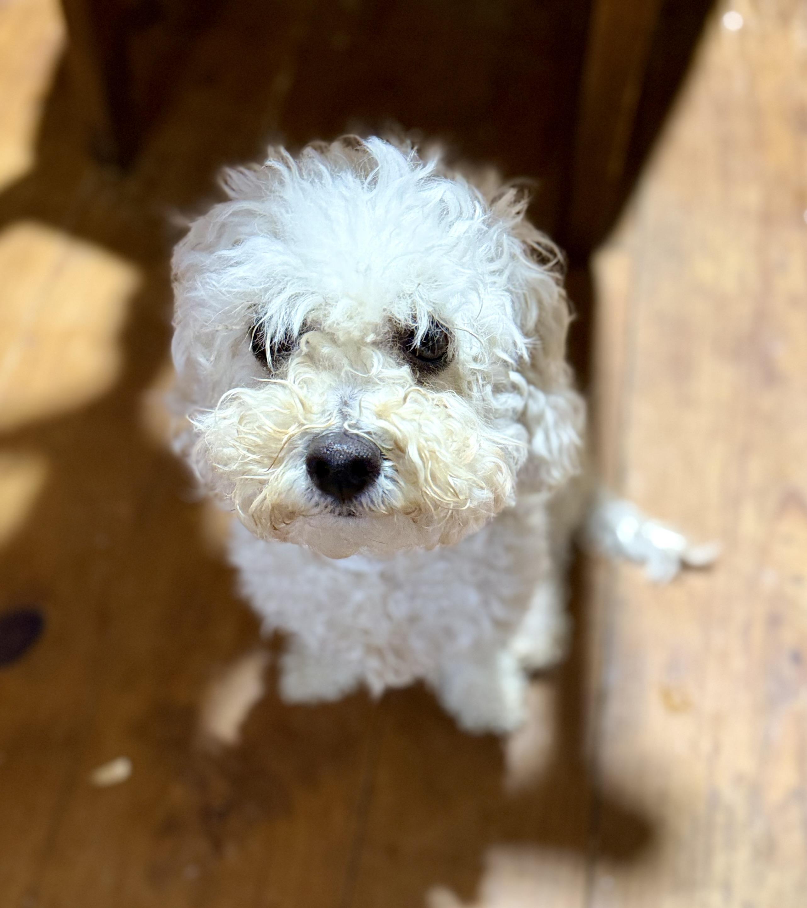 LEAH, adopted, Adult Female Maltipoo.