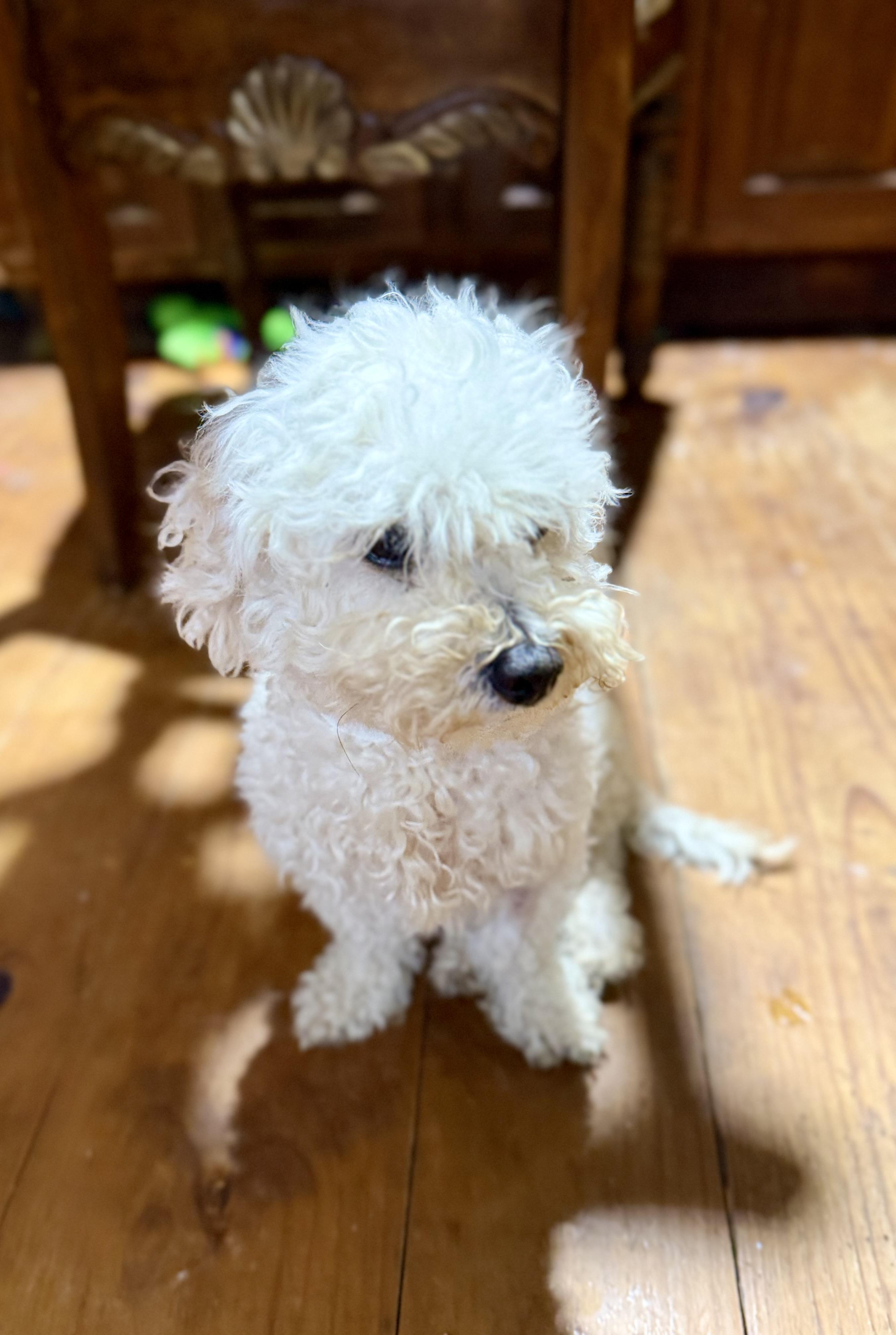 Enlarge LEAH, an adopted Maltipoo in Fosters, AL image 2/5