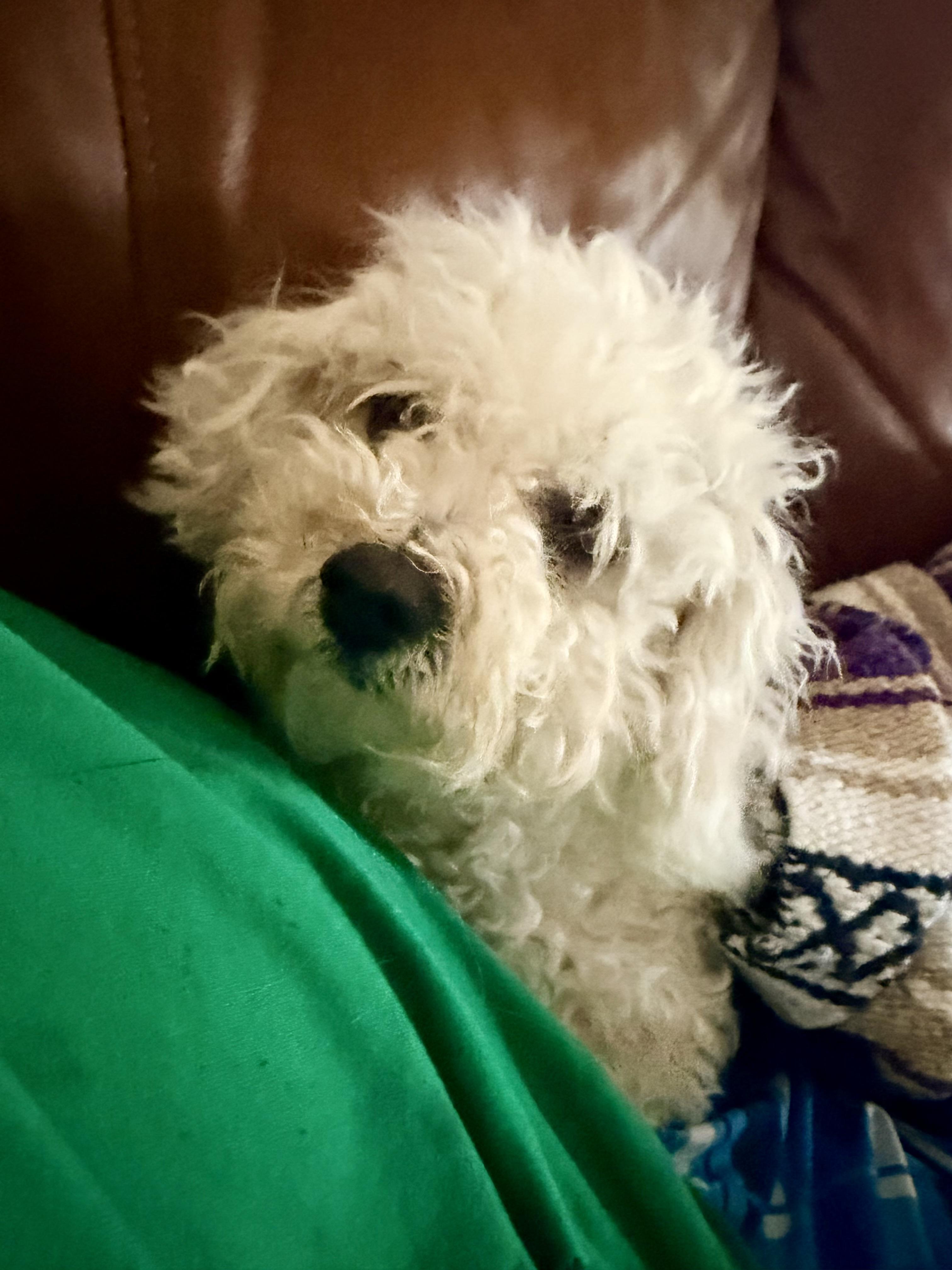 Enlarge LEAH, an adopted Maltipoo in Fosters, AL image 5/5