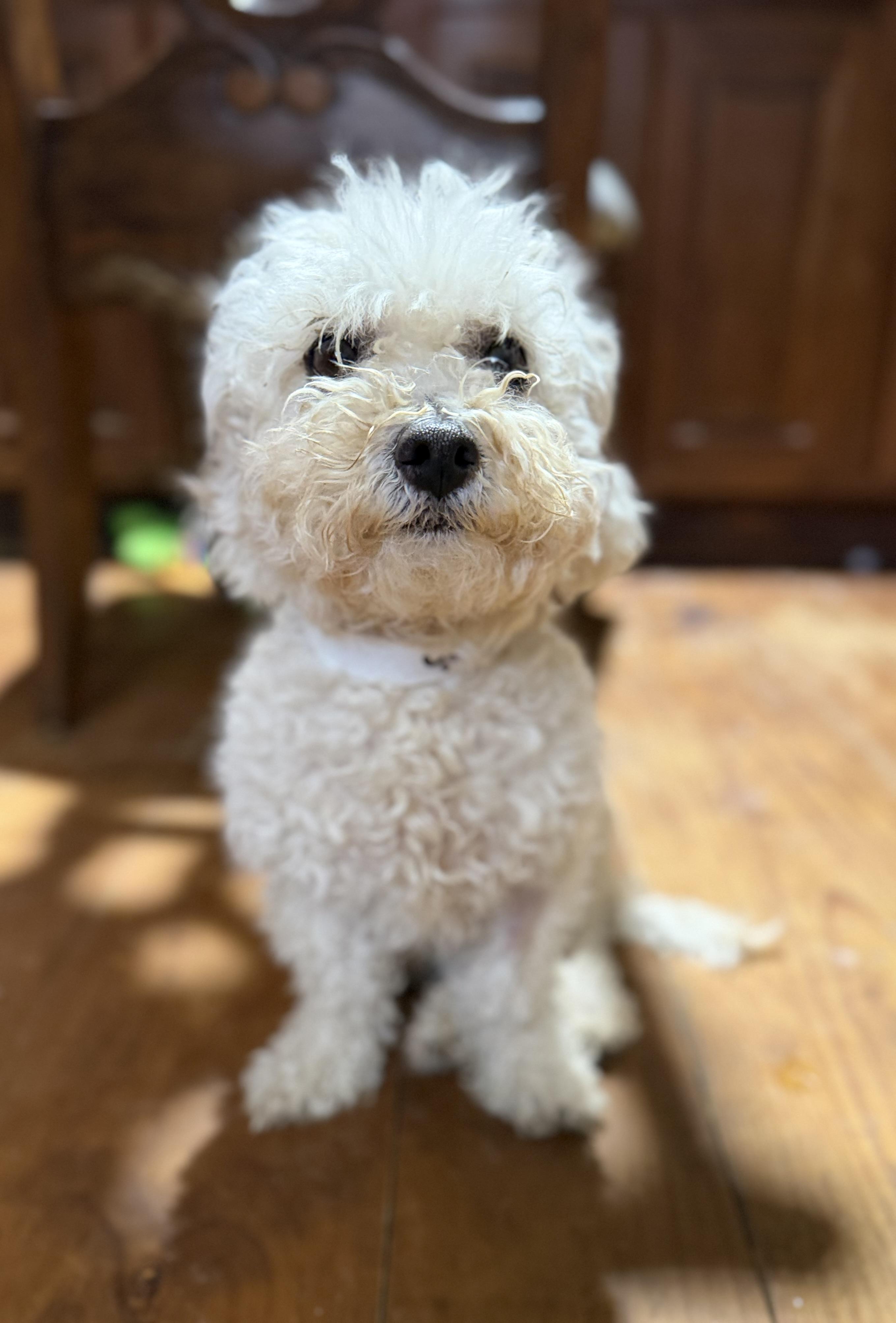 Enlarge LEAH, an adopted Maltipoo in Fosters, AL image 3/5
