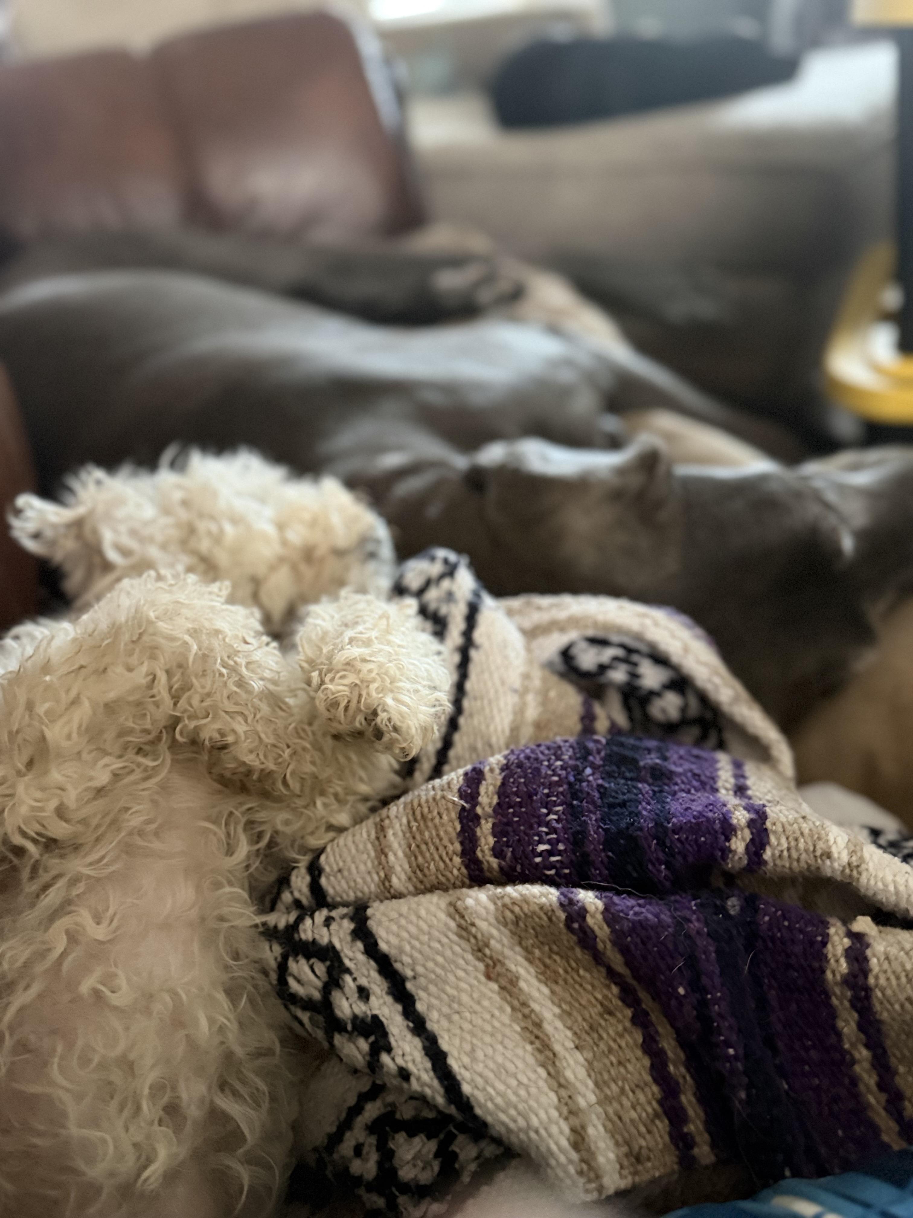 Enlarge LEAH, an adopted Maltipoo in Fosters, AL image 4/5