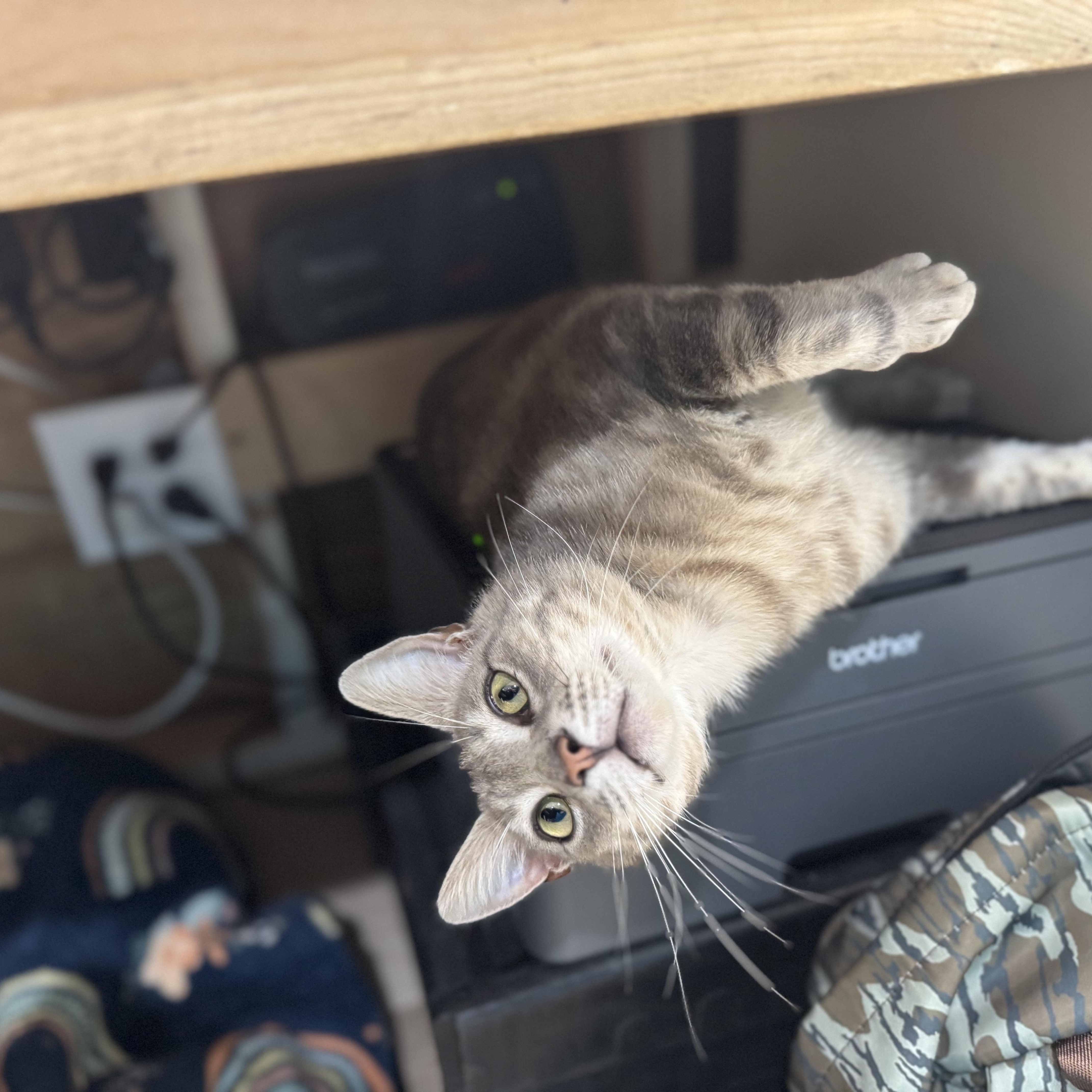 Bernie, Young Male Domestic Short Hair