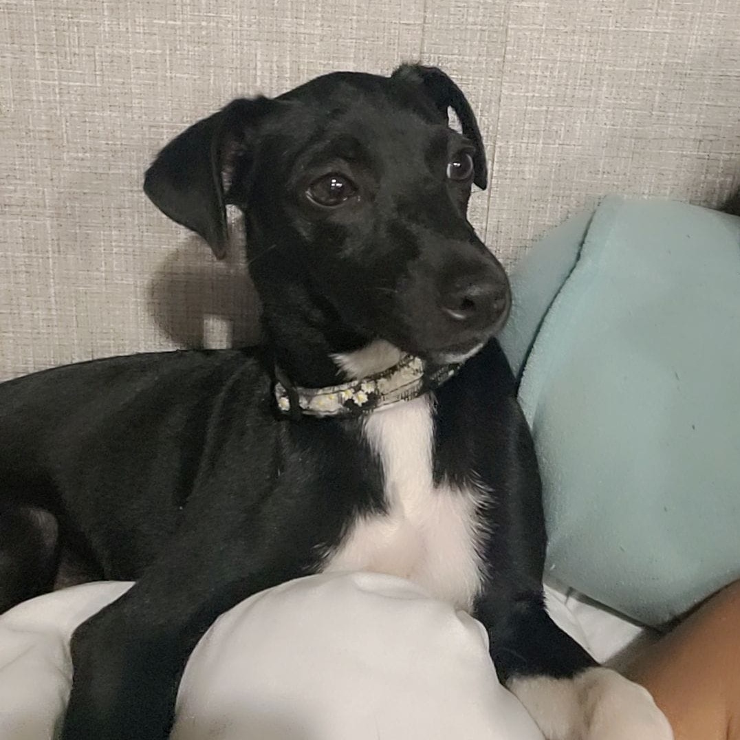 Dog for adoption Two Socks, an Italian Greyhound & Rat Terrier Mix in