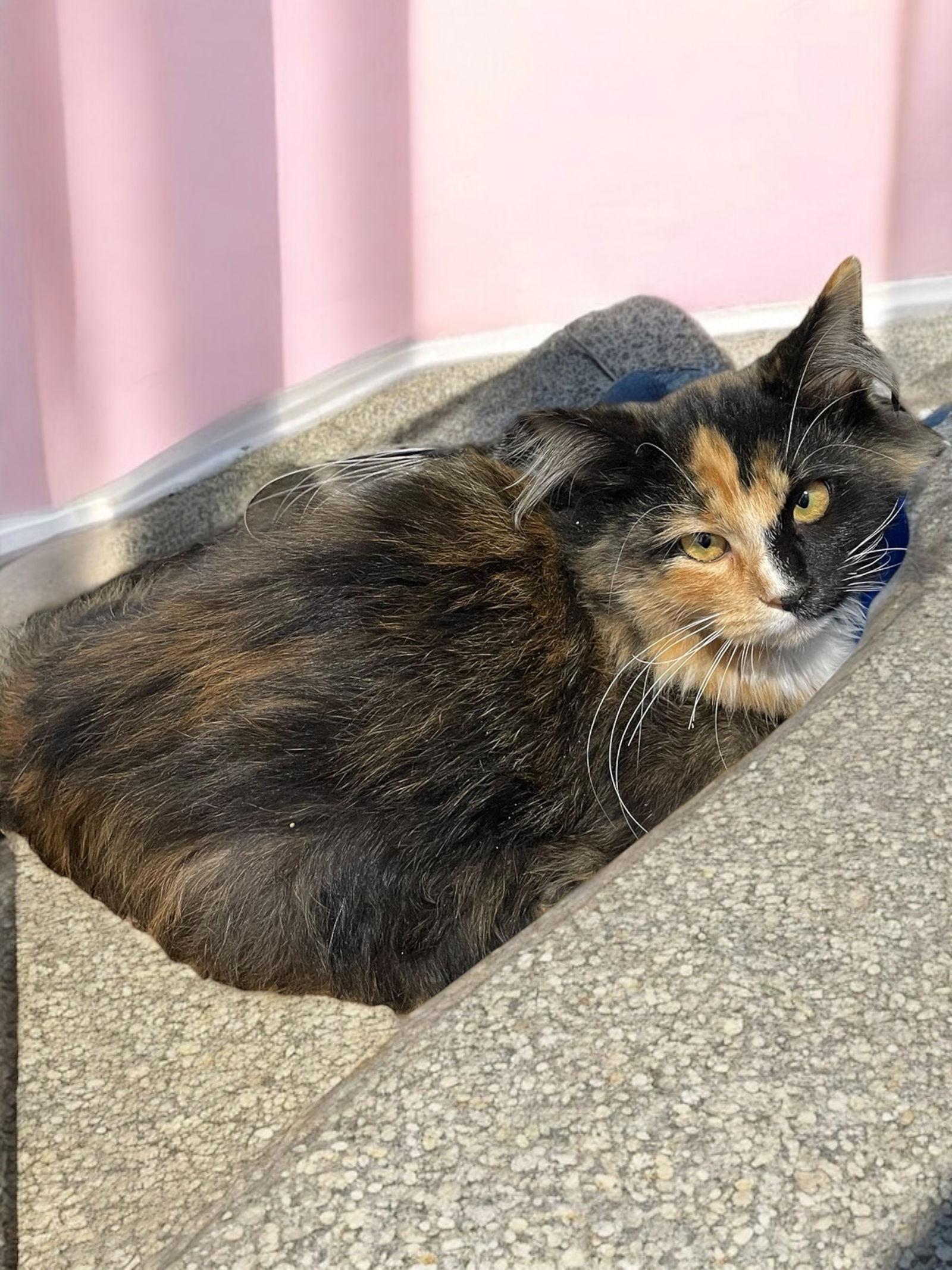 Enlarge Dawn, a Adopted Domestic Long Hair in Champaign, IL image 2/2