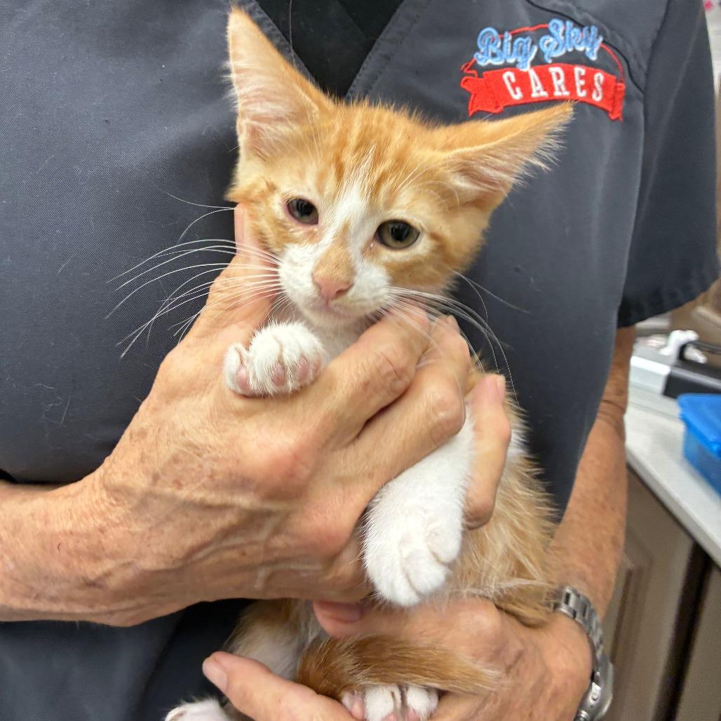 Thai, Adoptable, Kitten Male Domestic Short Hair.