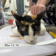 Bell 4- Ruth, Adoptable, Adult Female Domestic Short Hair.