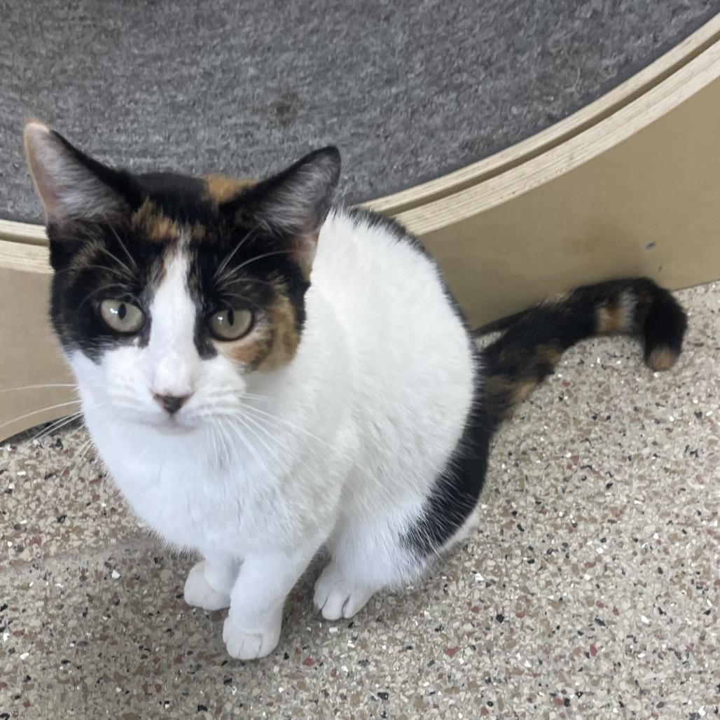 Bell 4- Ruth, Adoptable, Adult Female Domestic Short Hair.