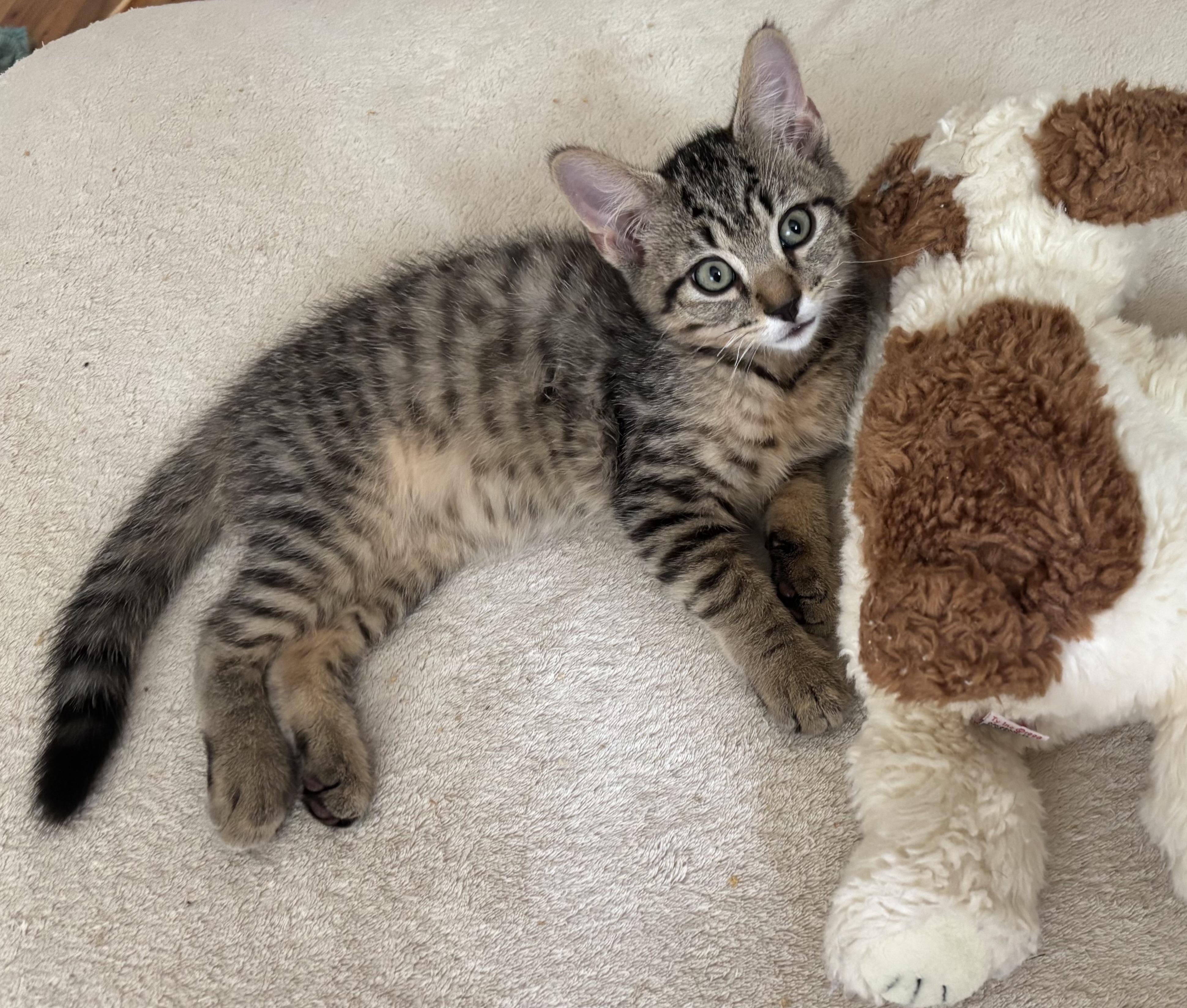 Spock, adopted, Kitten Male Domestic Short Hair.