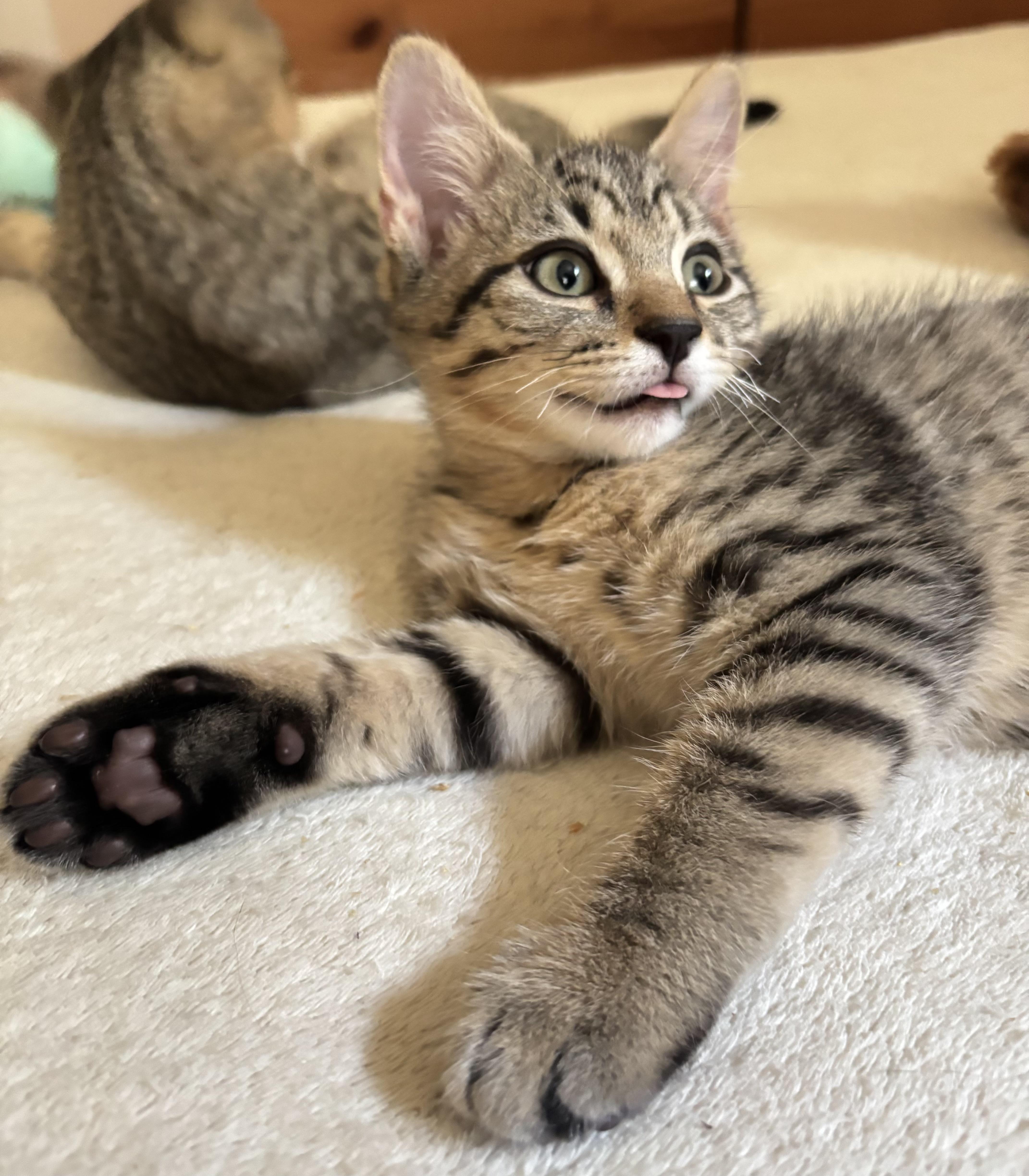 Enlarge Spock, an adopted Domestic Short Hair in Ridgefield, CT image 3/6