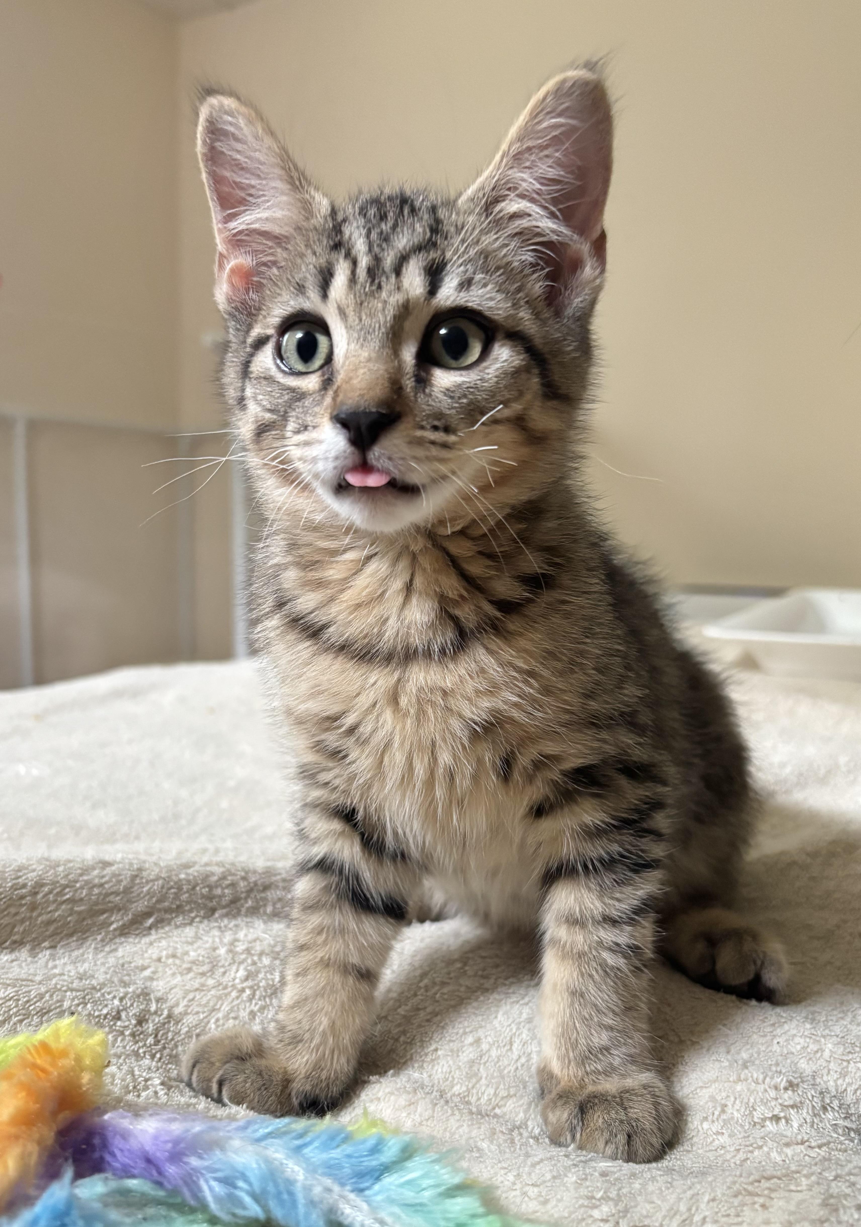 Enlarge Spock, an adopted Domestic Short Hair in Ridgefield, CT image 2/6