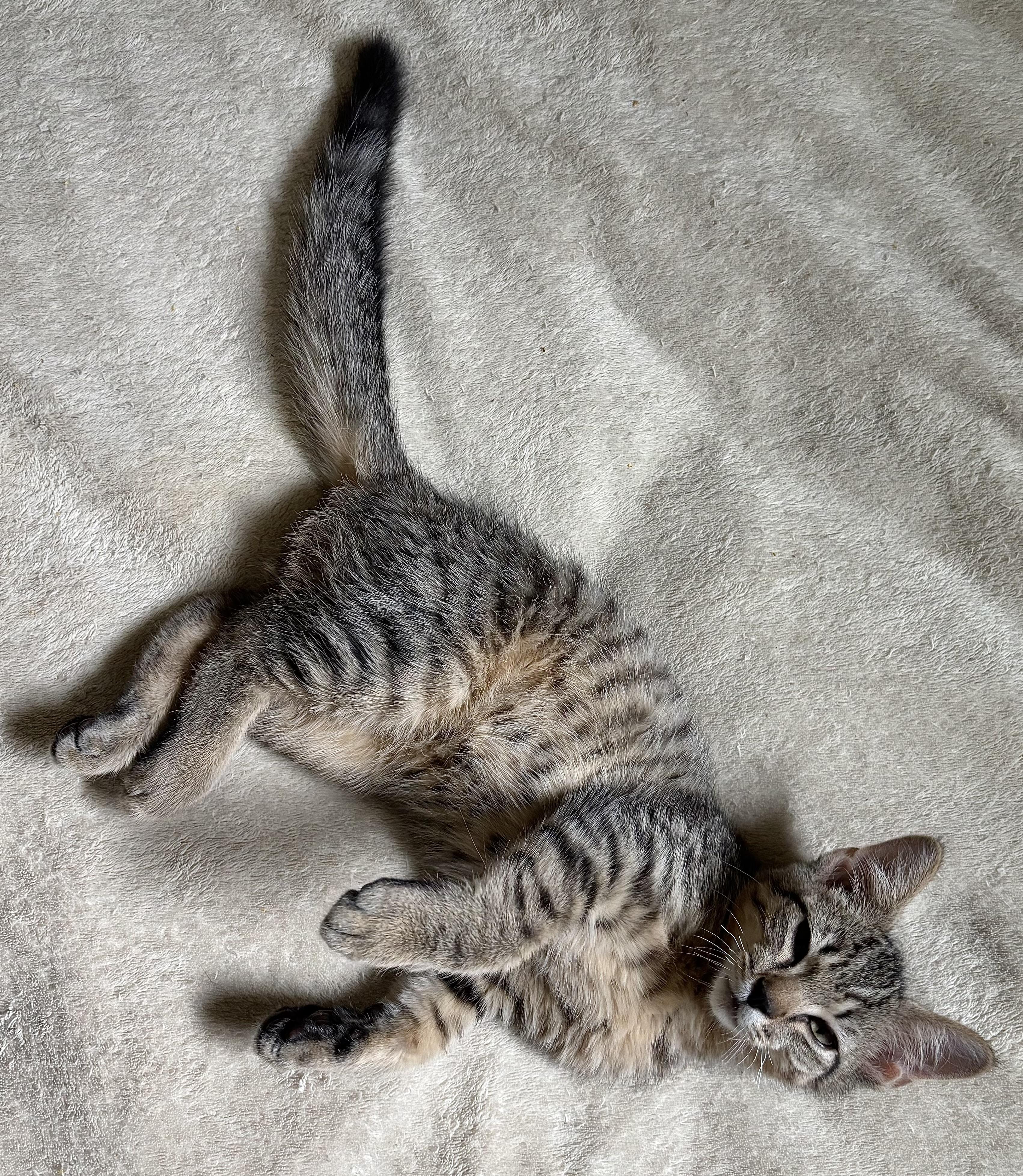 Enlarge Spock, an adopted Domestic Short Hair in Ridgefield, CT image 6/6