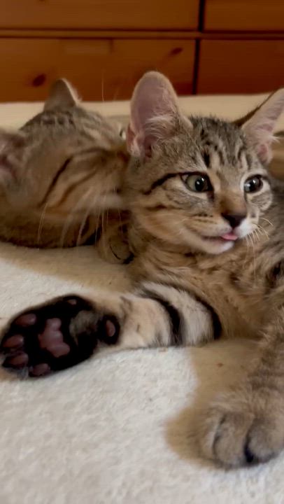 Enlarge Spock, an adopted Domestic Short Hair in Ridgefield, CT video 5/6
