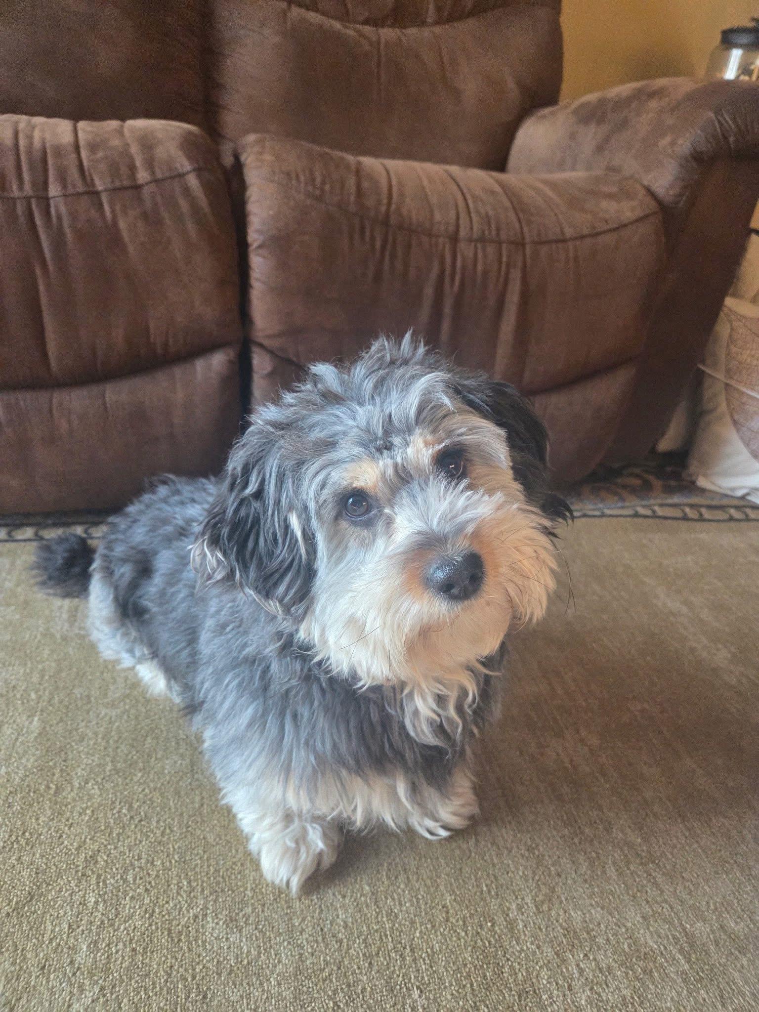 Enlarge Toby (Cookie), a Adopted mixed breed in St. Clair Shores, MI image 3/5