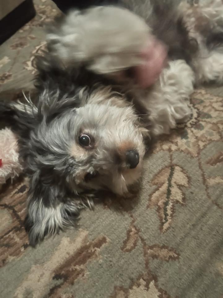 Enlarge Toby (Cookie), a Adopted mixed breed in St. Clair Shores, MI image 4/5