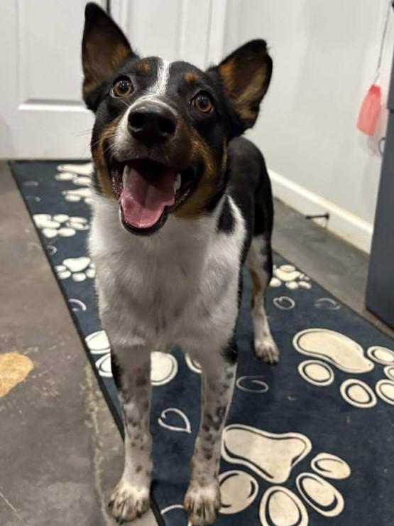 Lorelai, a Adoptable mixed breed in Munfordville, KY image 3/6