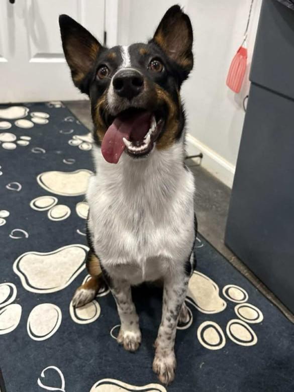 Lorelai, Adoptable, Adult Female Australian Cattle Dog / Blue Heeler & Border Collie.