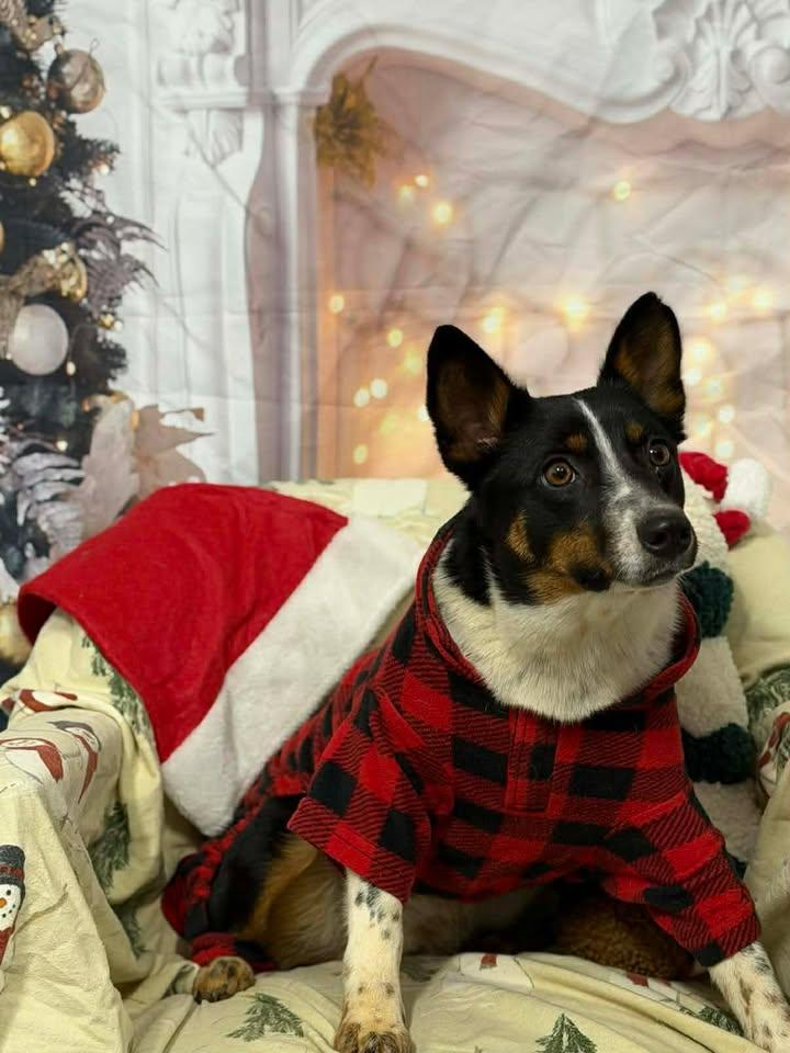 Lorelai, a Adoptable mixed breed in Munfordville, KY image 2/6