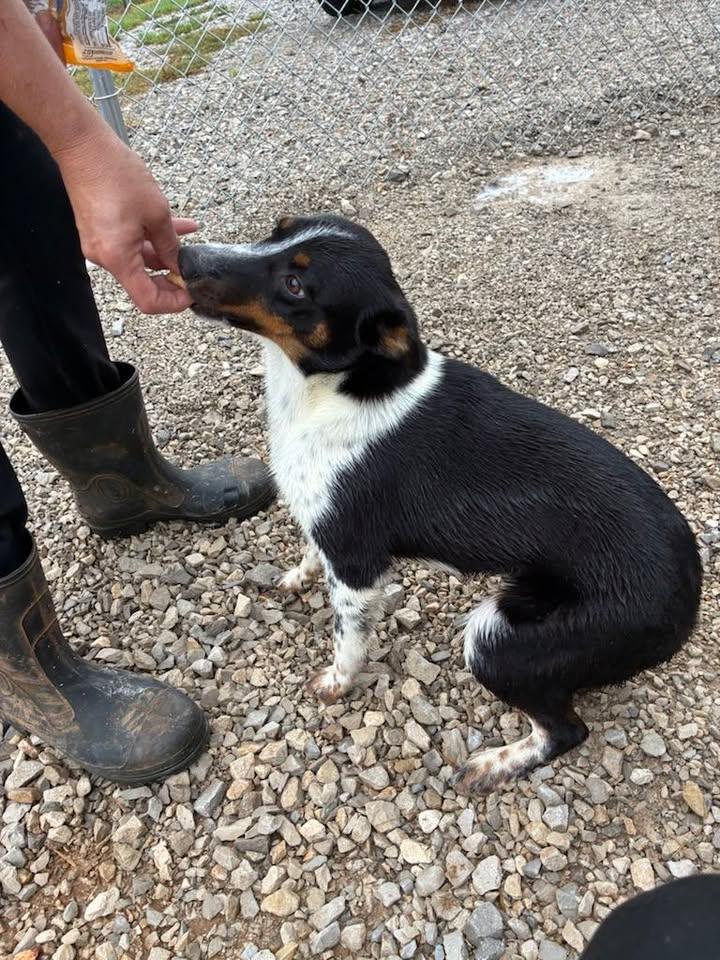 Lorelai, a Adoptable mixed breed in Munfordville, KY image 4/6