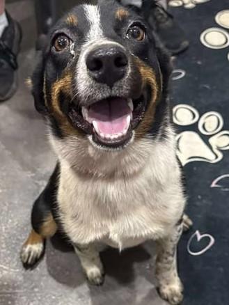 Lorelai, a Adoptable mixed breed in Munfordville, KY image 5/6