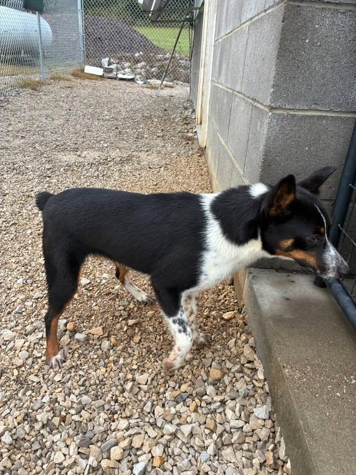 Lorelai, a Adoptable mixed breed in Munfordville, KY image 6/6