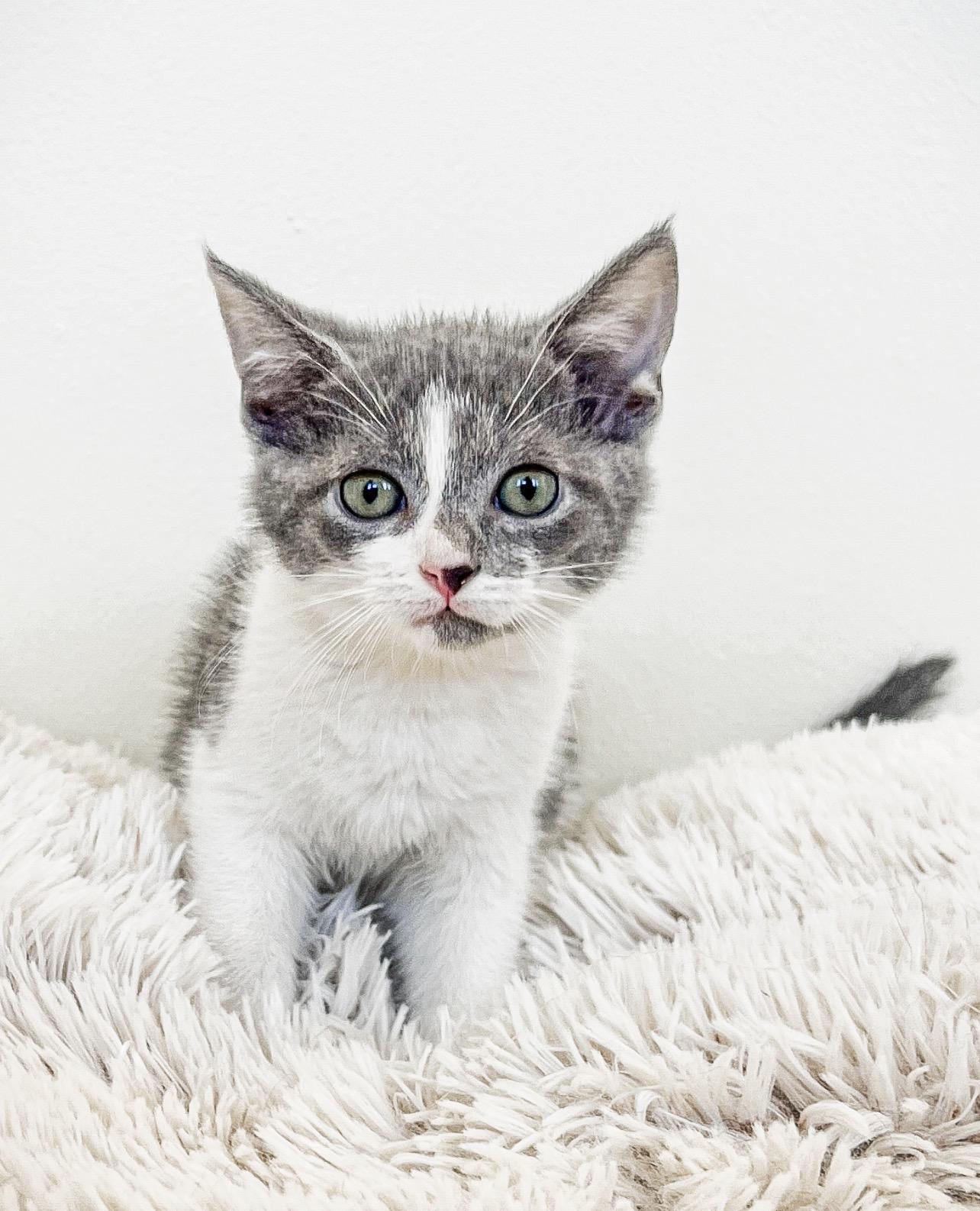 Frenchy, adopted, Kitten Female Domestic Short Hair.