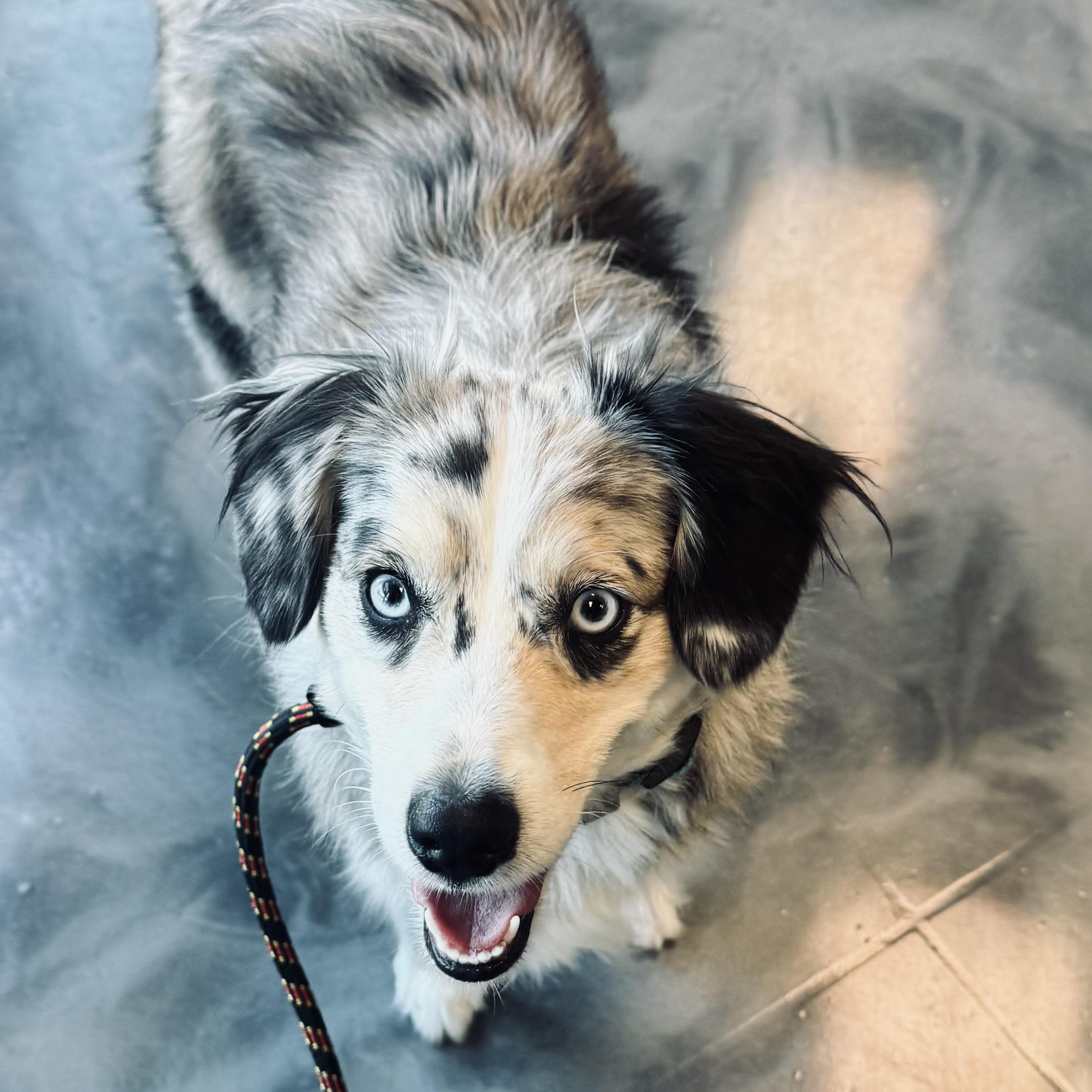 Skye, Adopted, Young Female Australian Shepherd.
