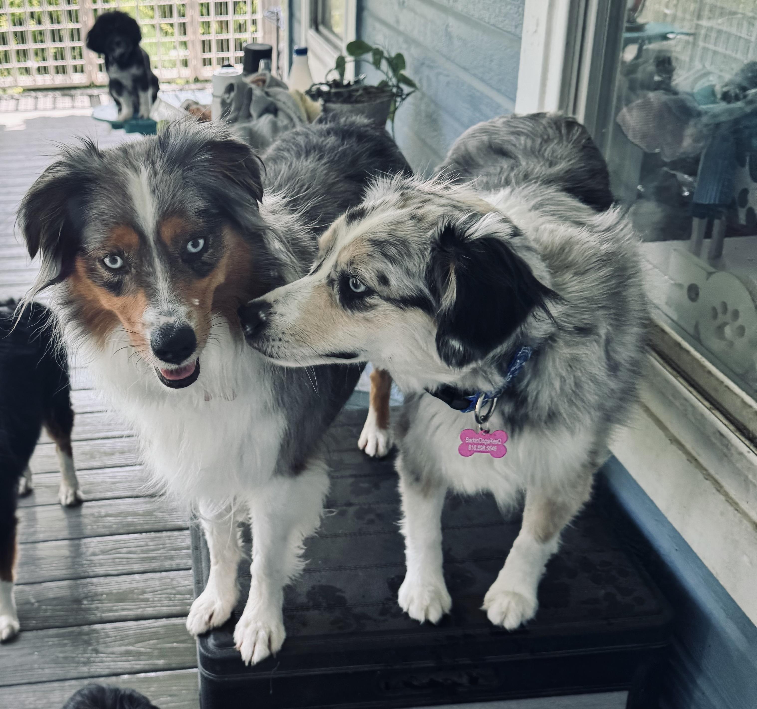 Enlarge Skye, a Adopted Australian Shepherd in Louisburg, KS image 4/6
