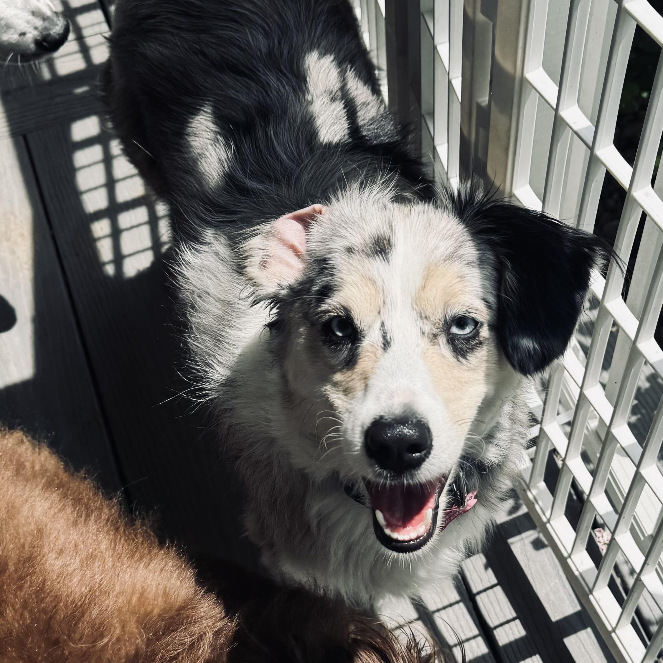 Enlarge Skye, a Adopted Australian Shepherd in Louisburg, KS image 2/6