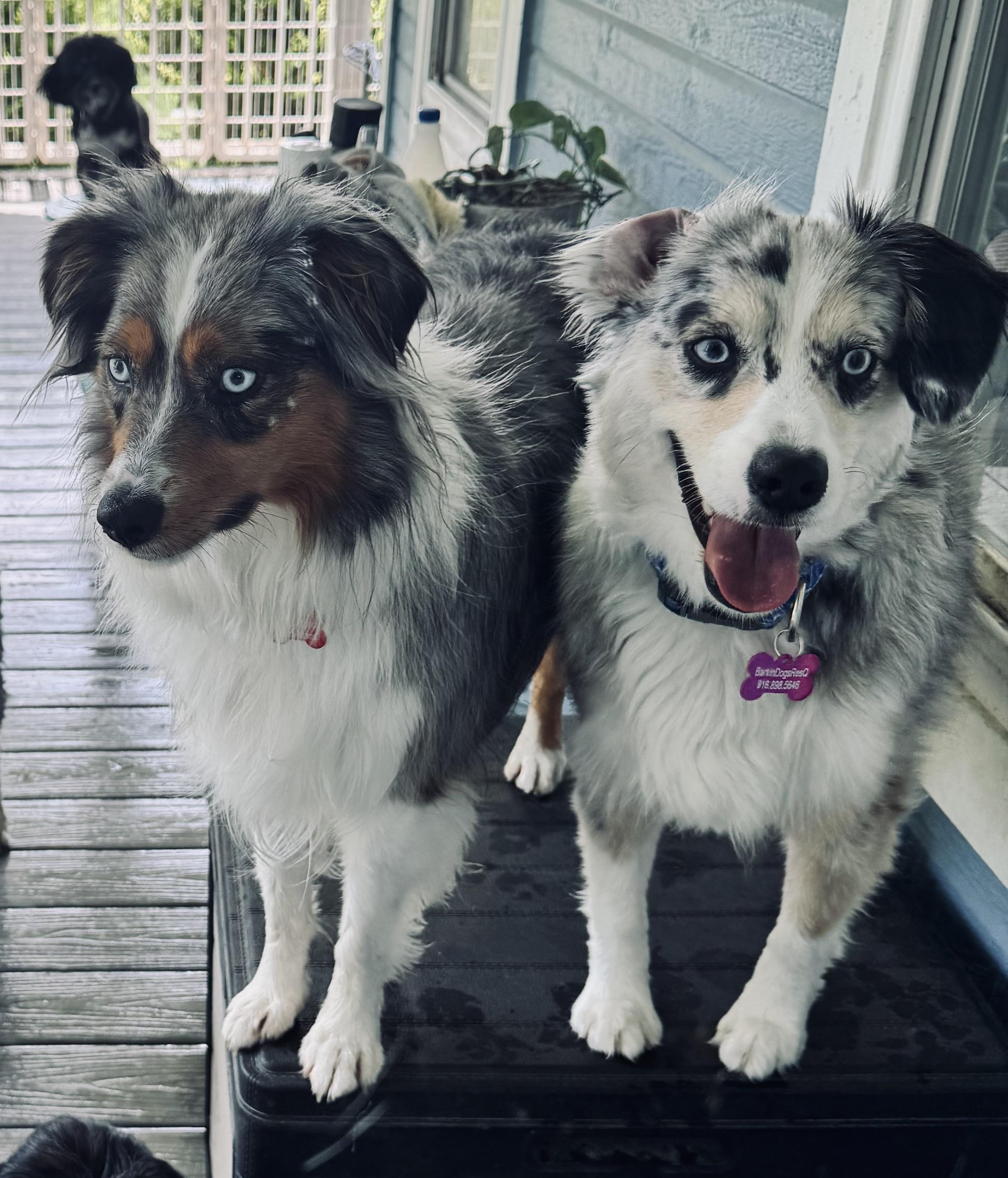 Enlarge Skye, a Adopted Australian Shepherd in Louisburg, KS image 6/6