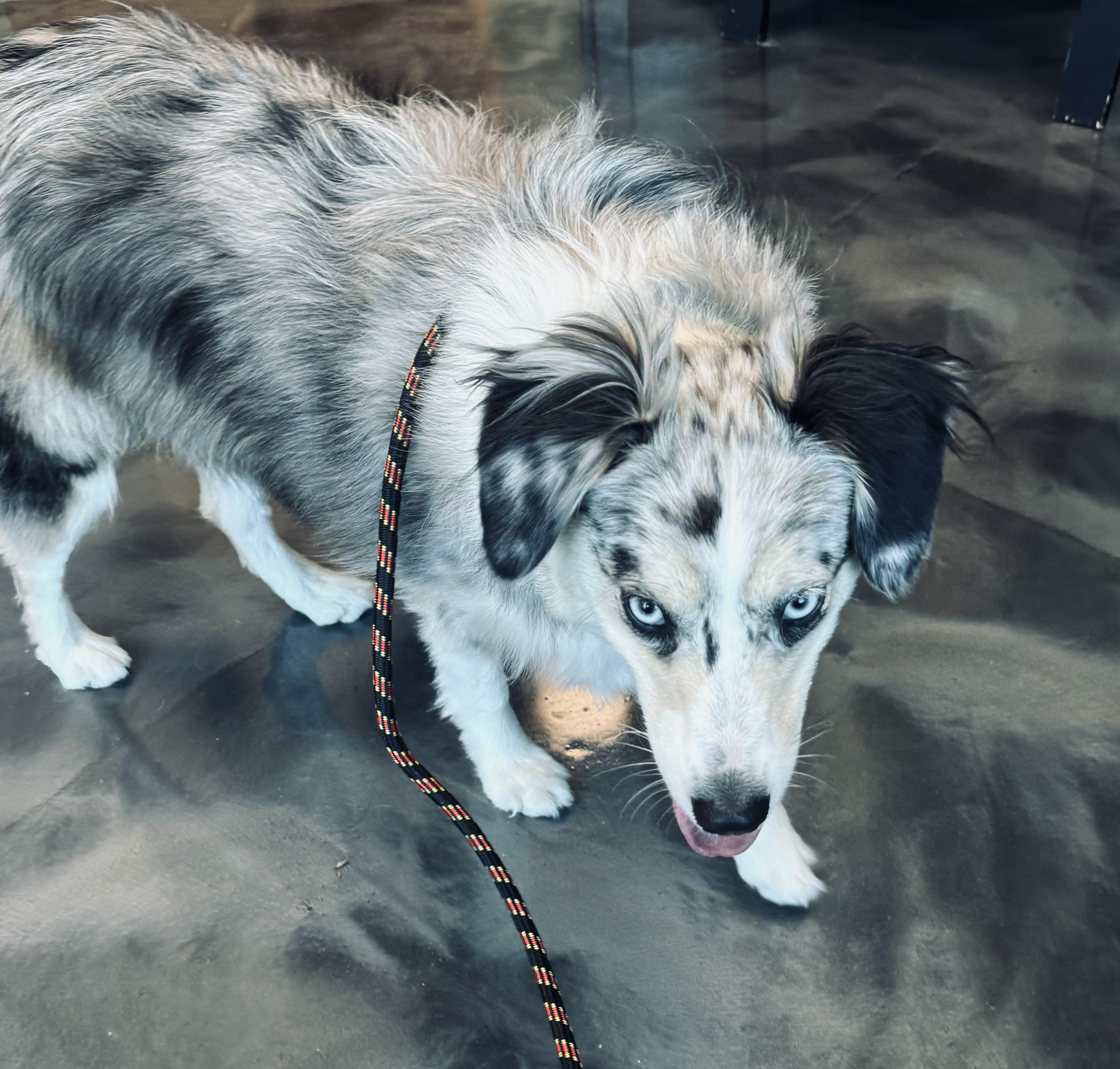 Enlarge Skye, a Adopted Australian Shepherd in Louisburg, KS image 3/6