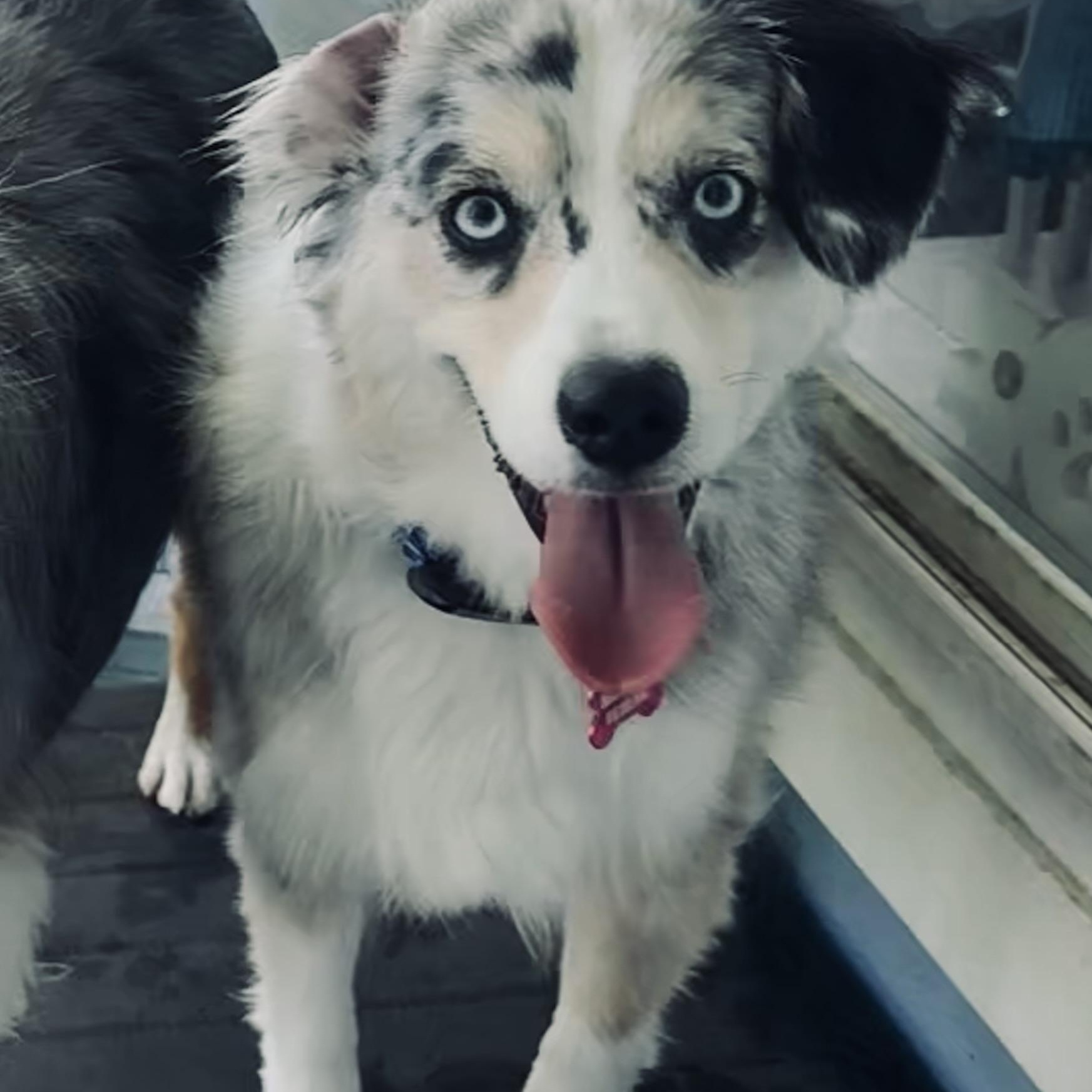 Enlarge Skye, a Adopted Australian Shepherd in Louisburg, KS image 5/6