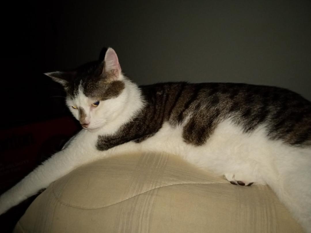 Enlarge Gizmo, a ADOPTABLE mixed breed in Coon Rapids, MN image 3/3